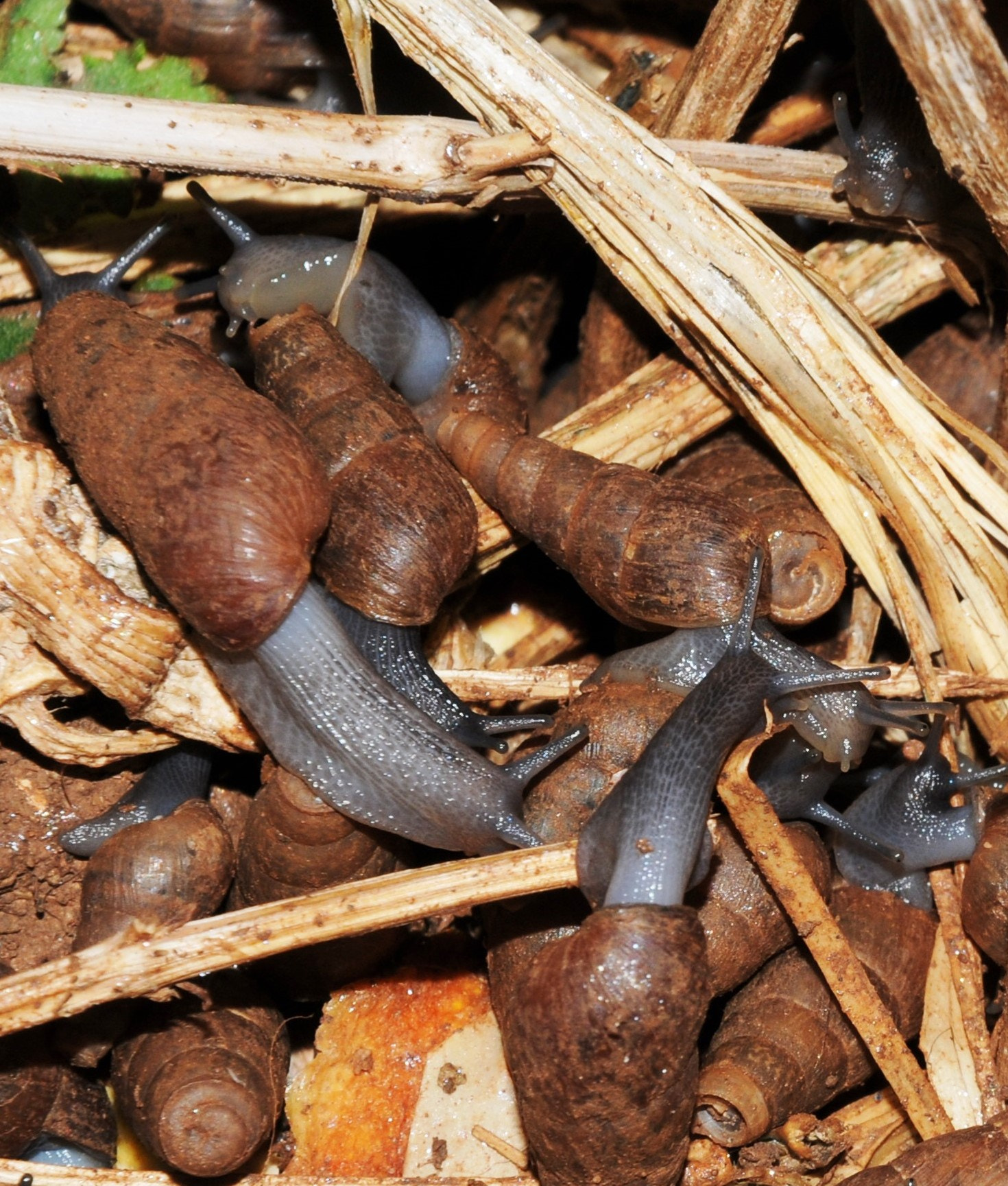 Nikon D300S sample photo. Snails photography