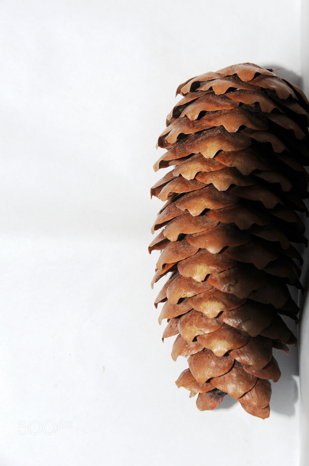 Nikon D300S sample photo. Pine cone photography