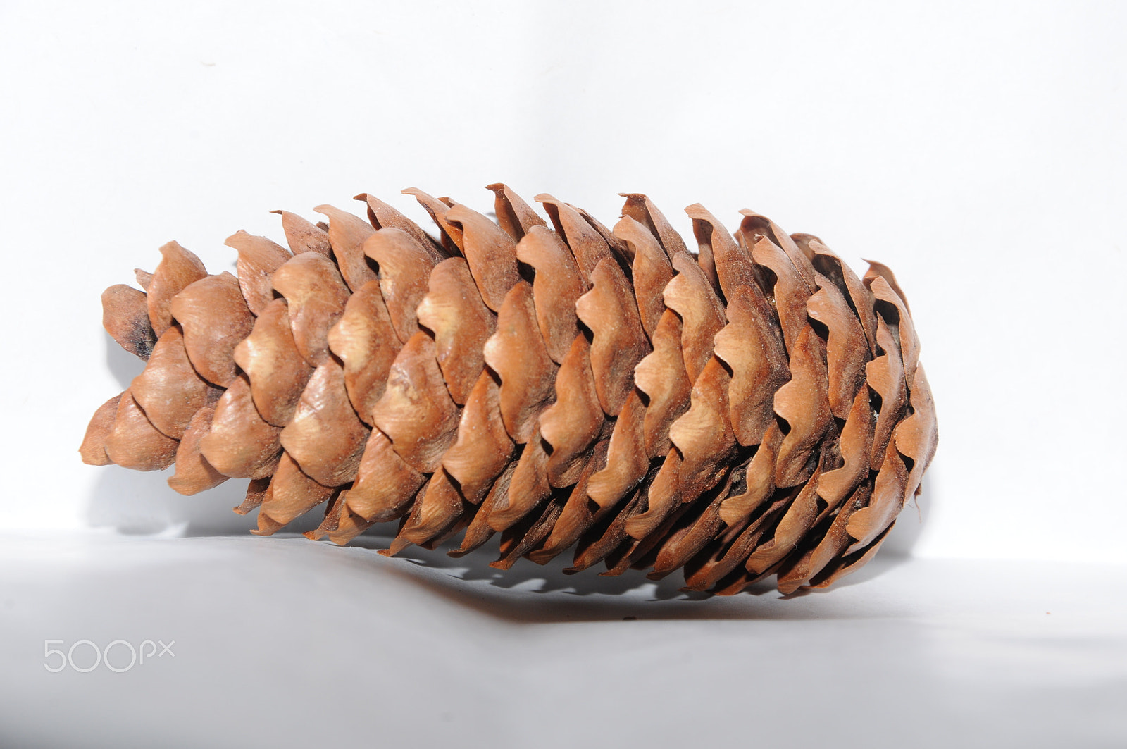 Nikon D300S sample photo. Pine cone photography