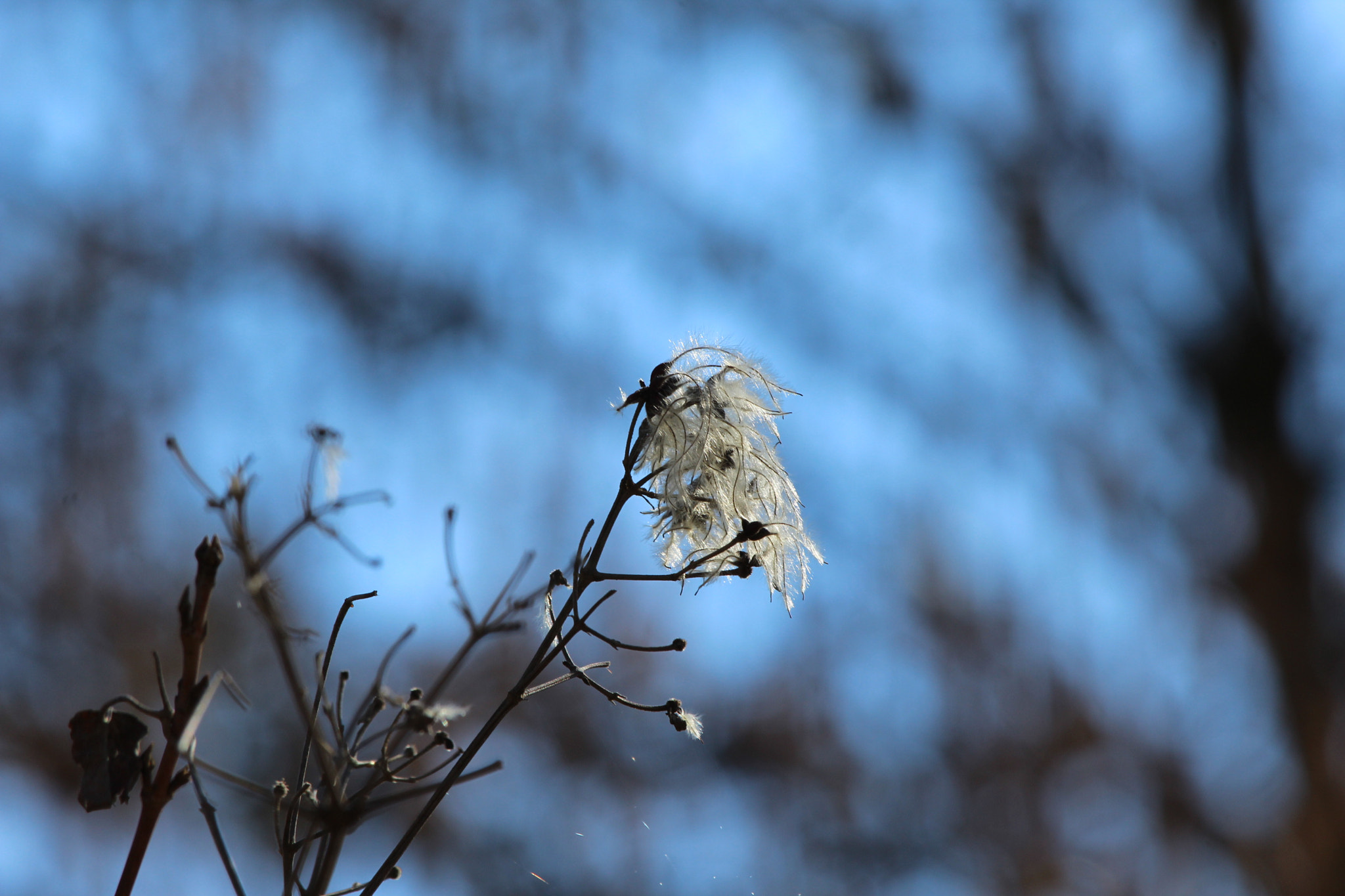 Canon EF-S 55-250mm F4-5.6 IS STM sample photo. Risvegli photography