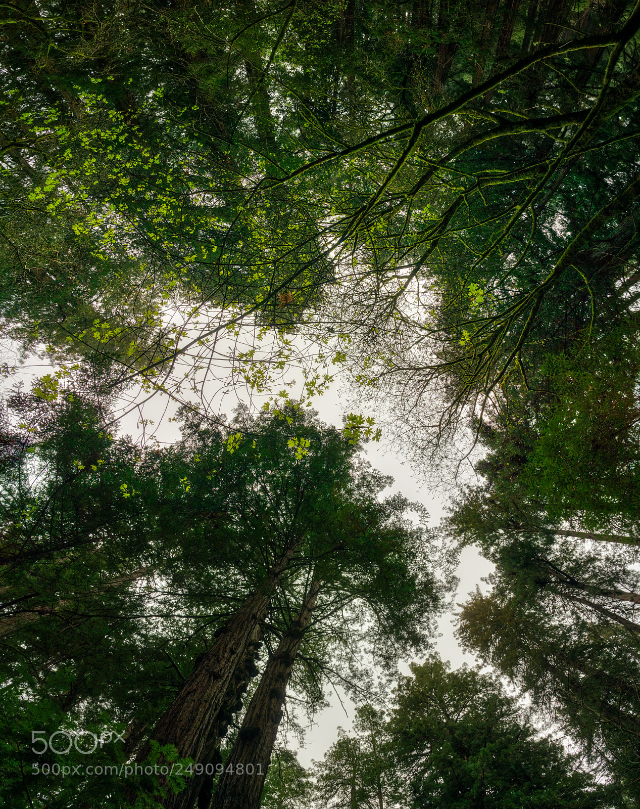Pentax K-3 II sample photo. Muir woods photography