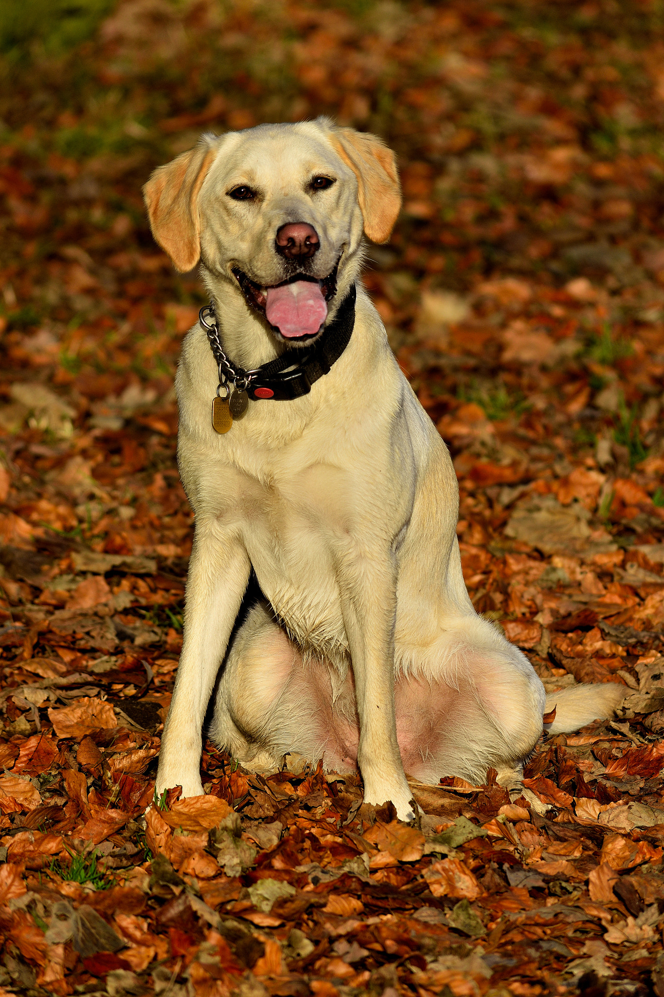 Nikon D7200 sample photo. Dsc photography