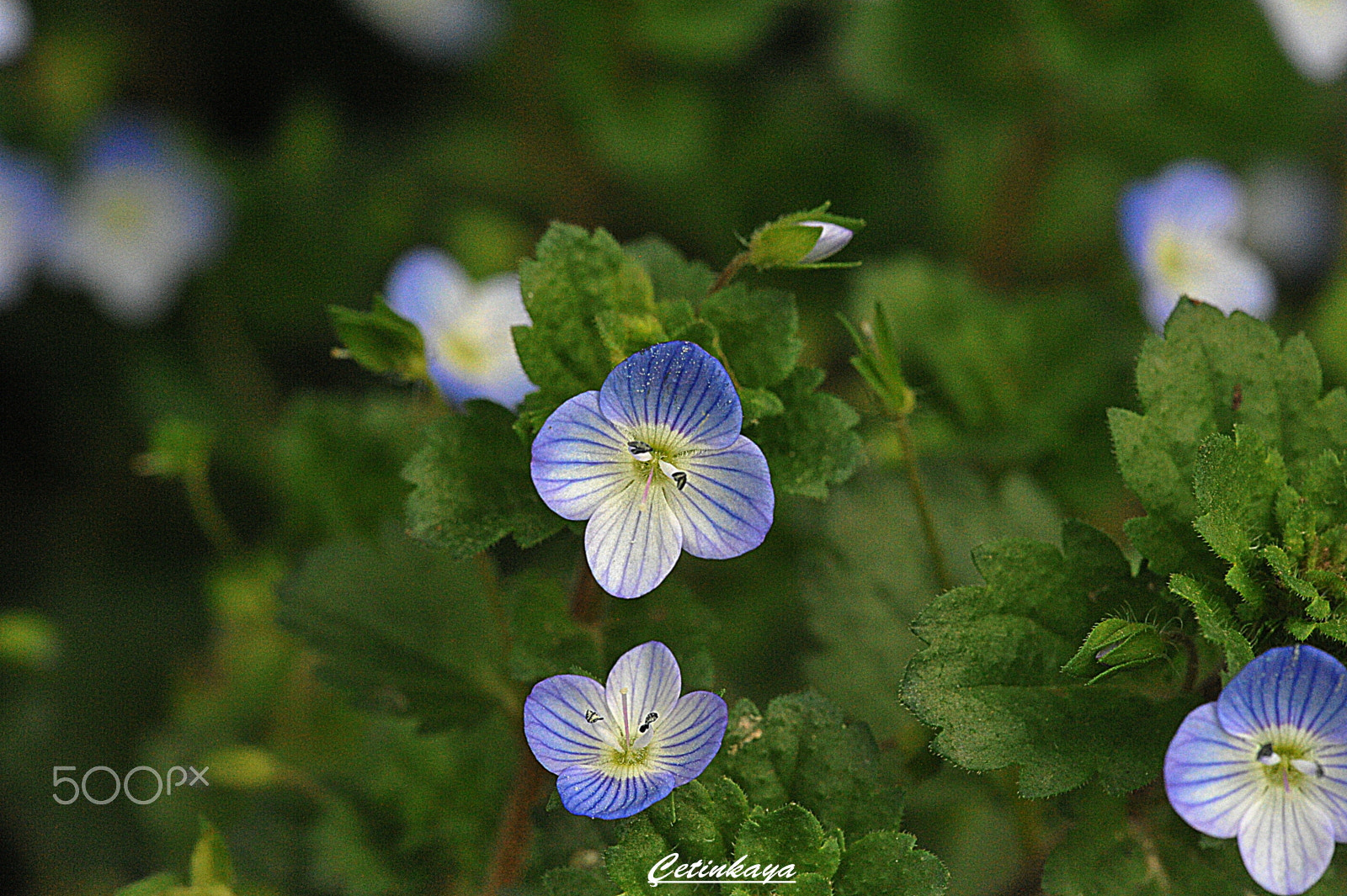 Nikon D700 + Sigma 150mm F2.8 EX DG Macro HSM sample photo. Springtıme photography