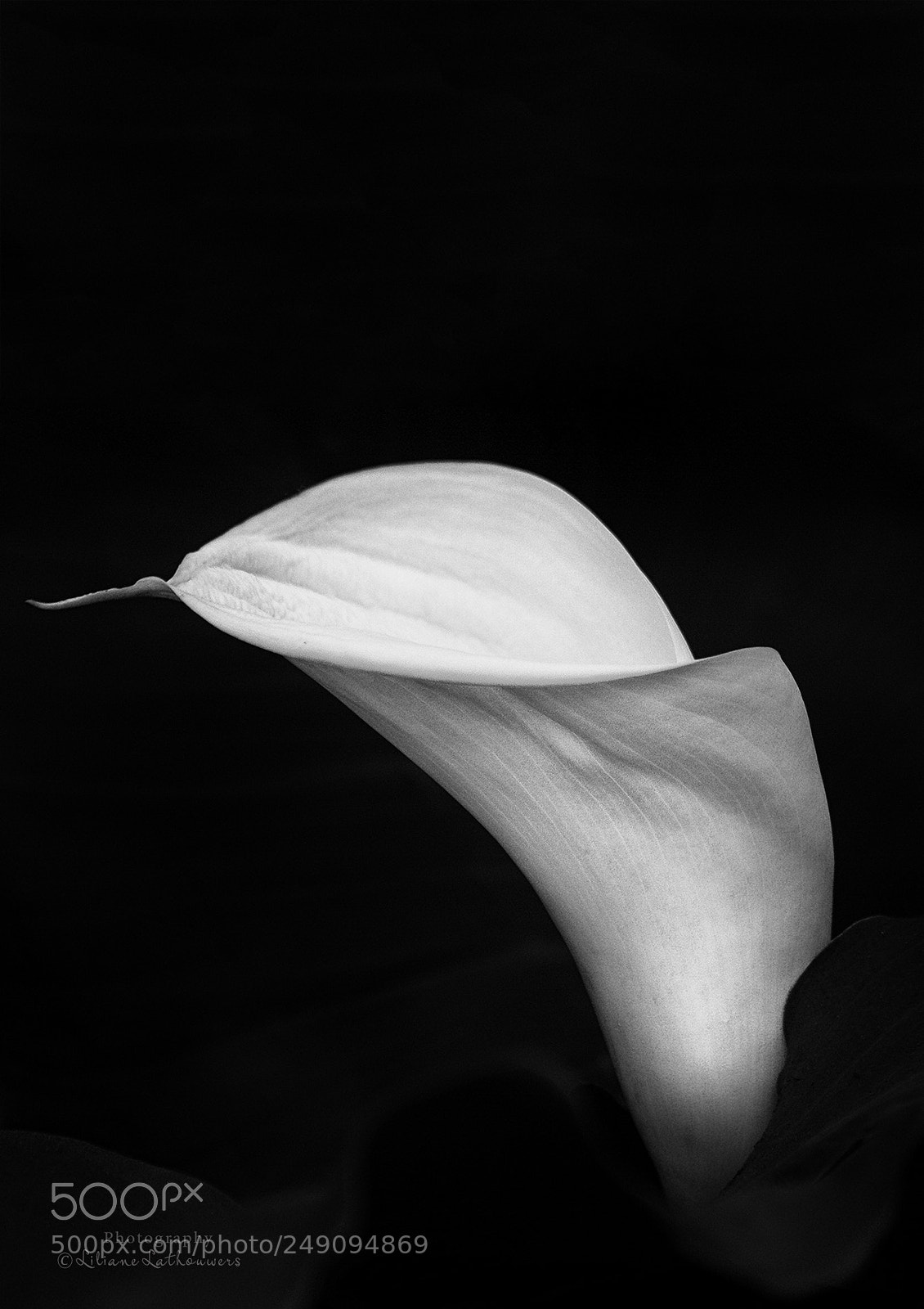 Canon EOS 40D sample photo. Araceae -  arum photography