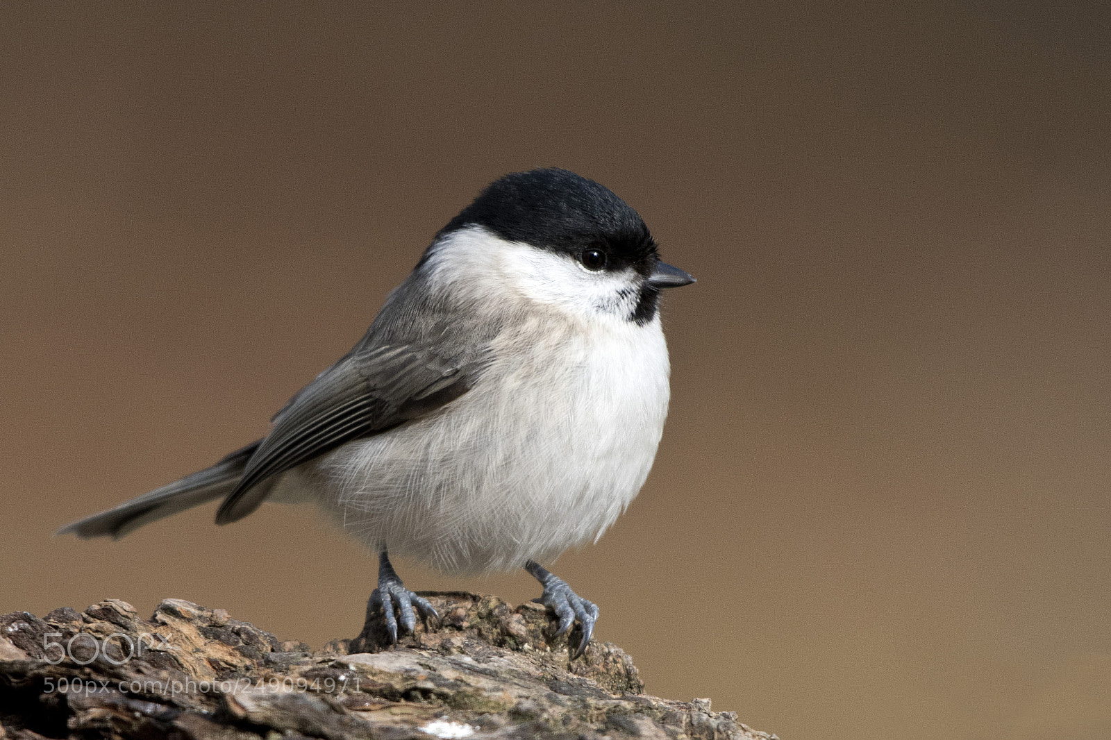 Nikon D500 sample photo. Marsh tit photography