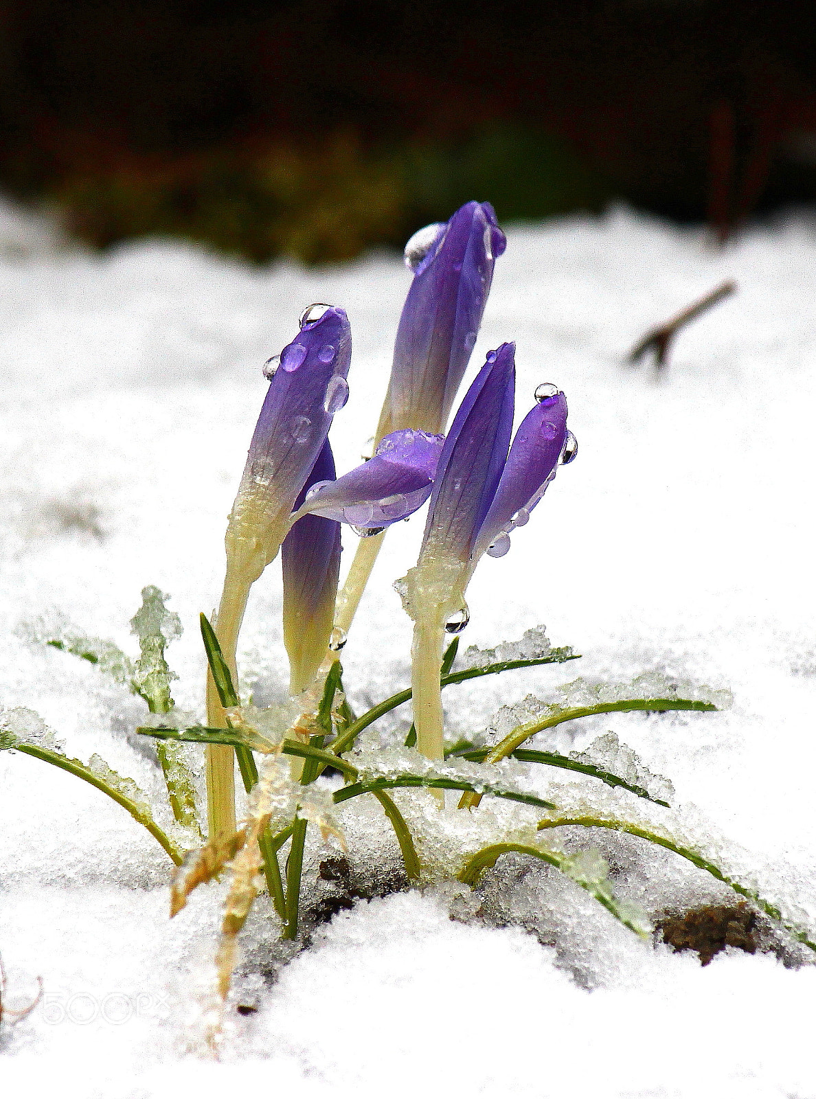 Canon EF-S 55-250mm F4-5.6 IS II sample photo. Spring... almost photography