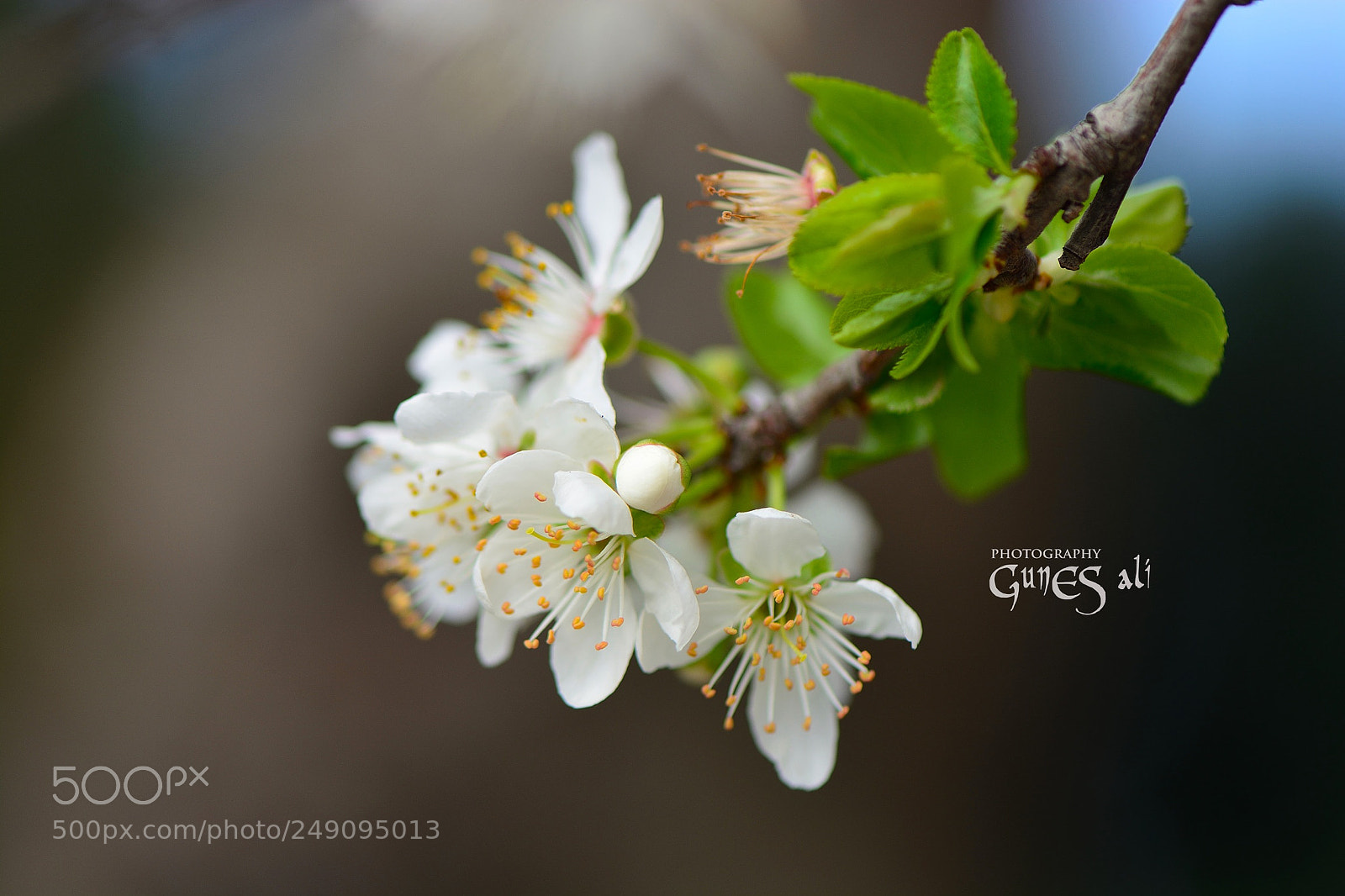 Nikon D7100 sample photo. Bahar photography