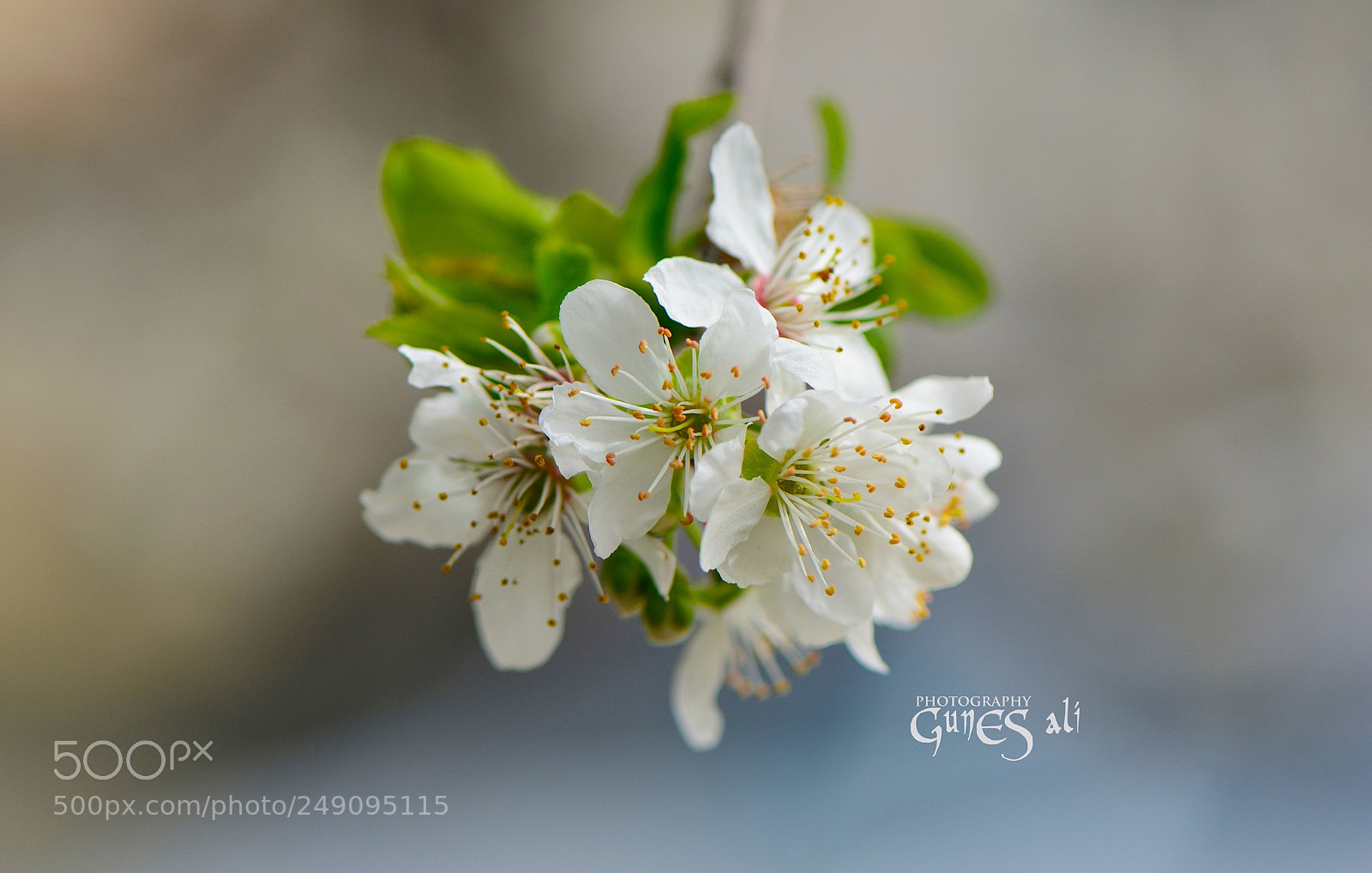 Nikon D7100 sample photo. Bahar photography