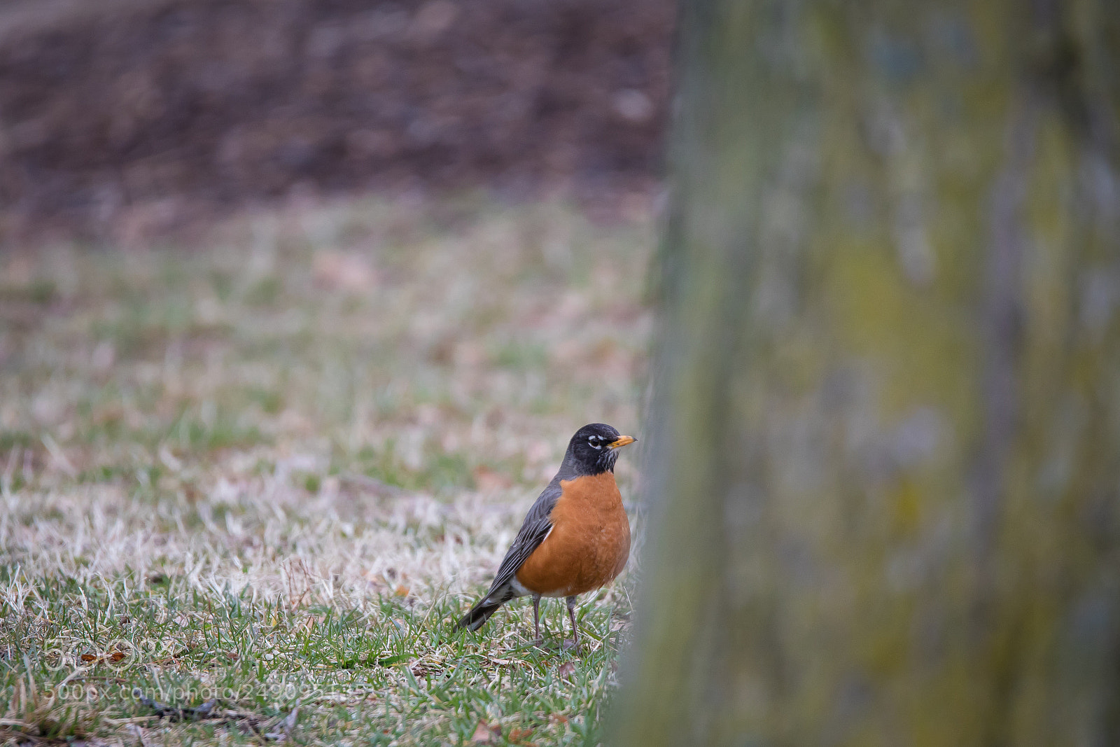 Canon EOS 5D Mark IV sample photo. Robin on the ground photography