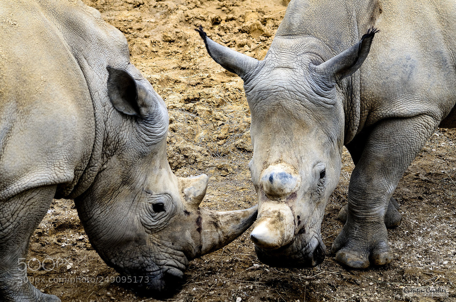 Nikon D7000 sample photo. White rhino photography