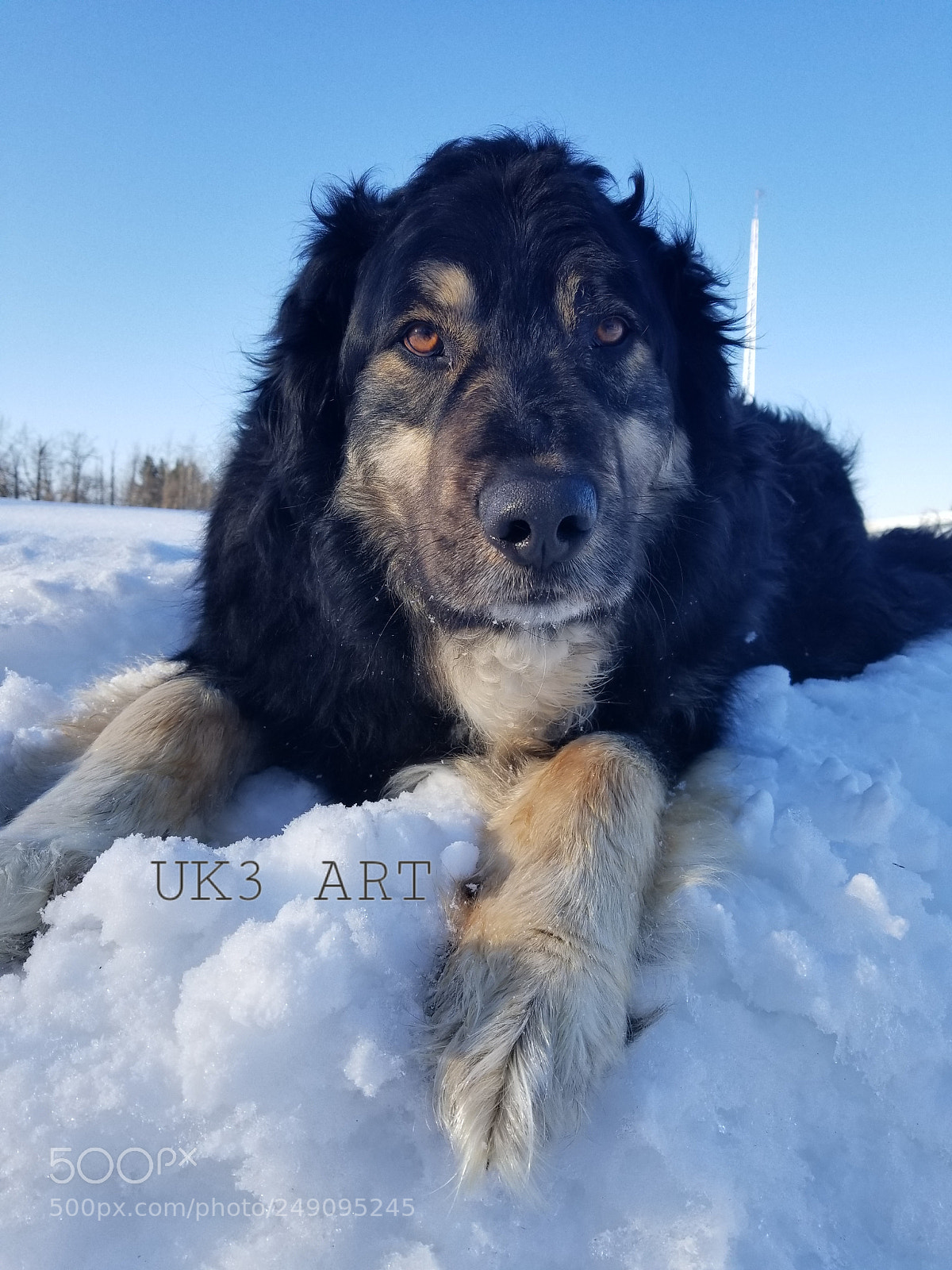Samsung Galaxy S8 sample photo. Puppy in the snow photography