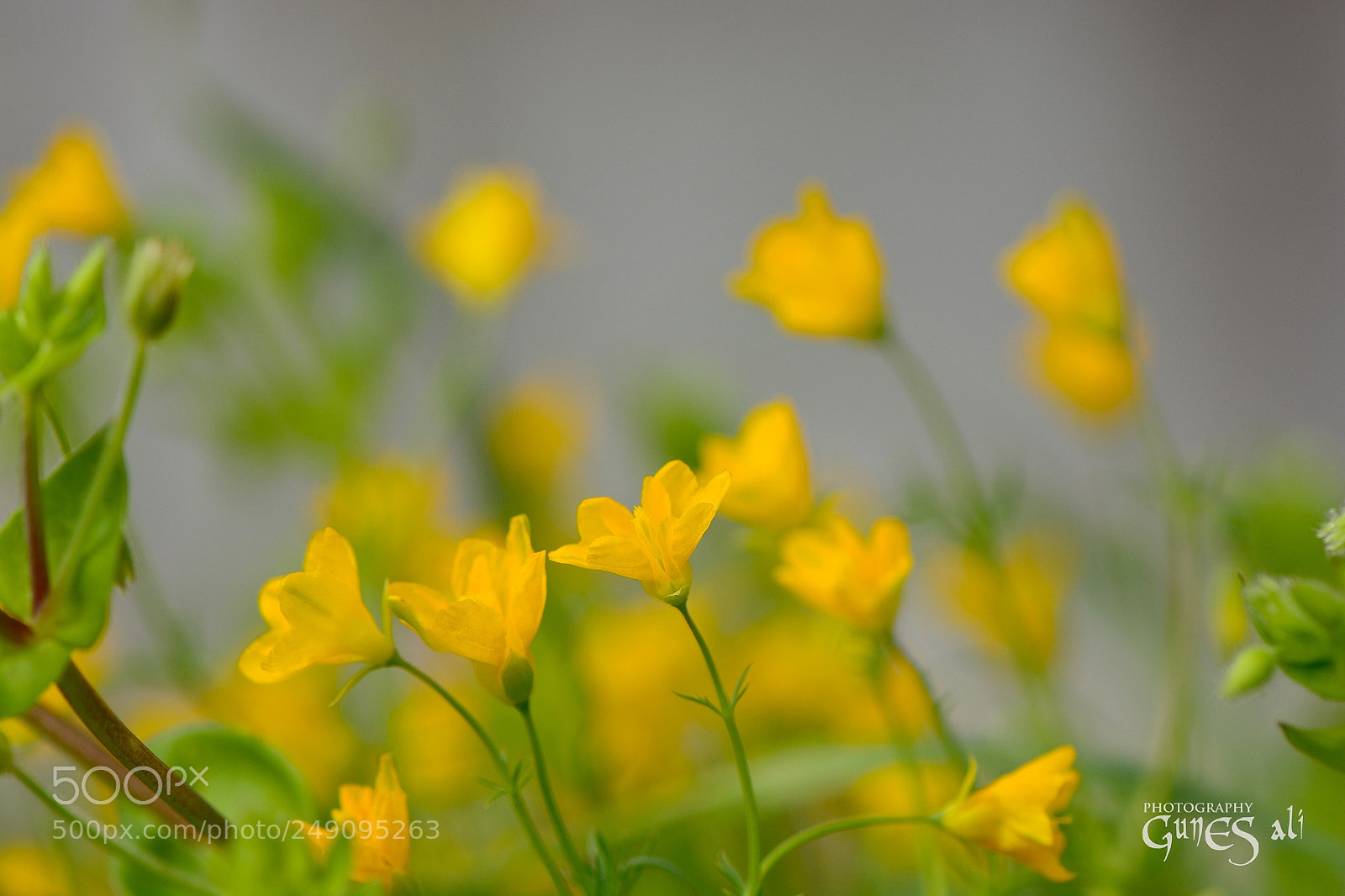 Nikon D7100 sample photo. Bahar photography