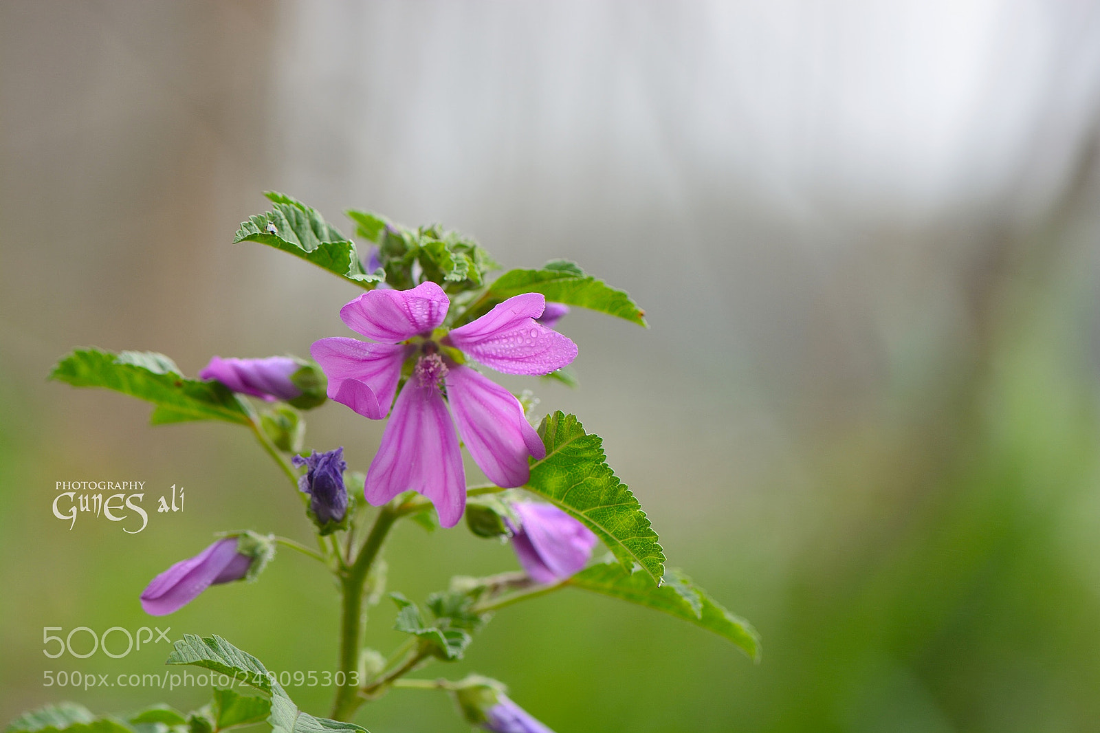 Nikon D7100 sample photo. Bahar photography