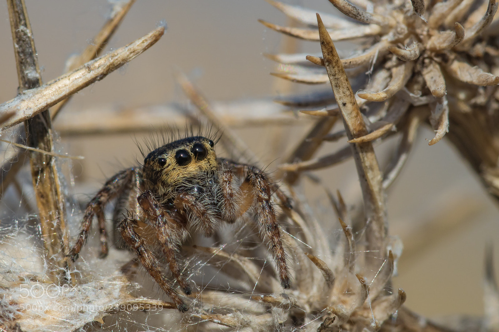 Sony ILCA-77M2 sample photo. Springspinne (salticidae) photography