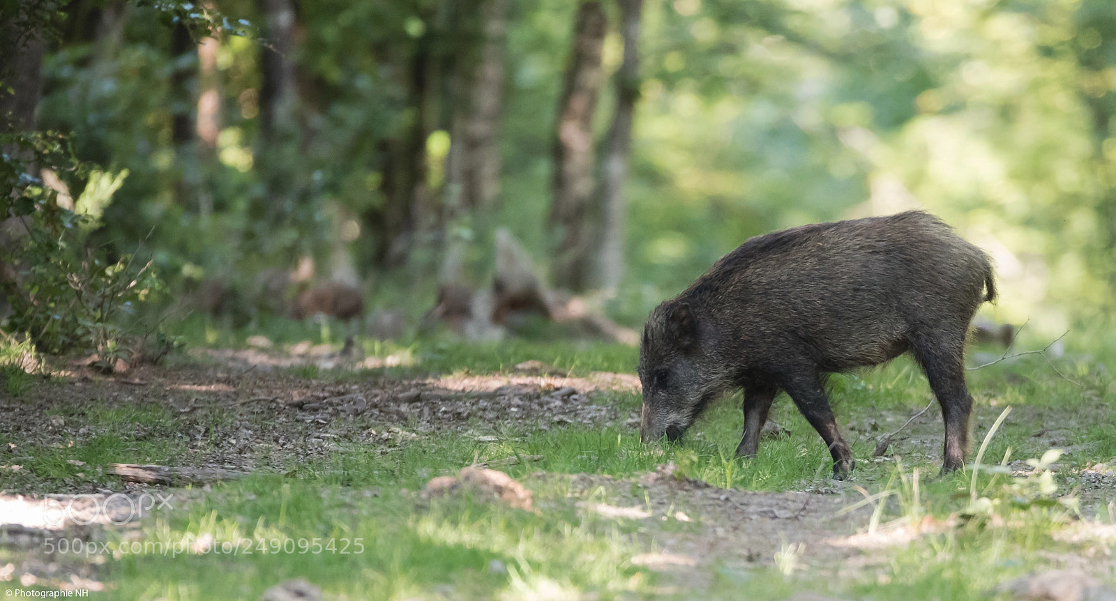 Canon EOS 7D Mark II sample photo. Sanglier photography