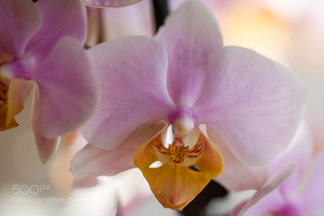 Canon EOS 7D sample photo. Orchyd photography
