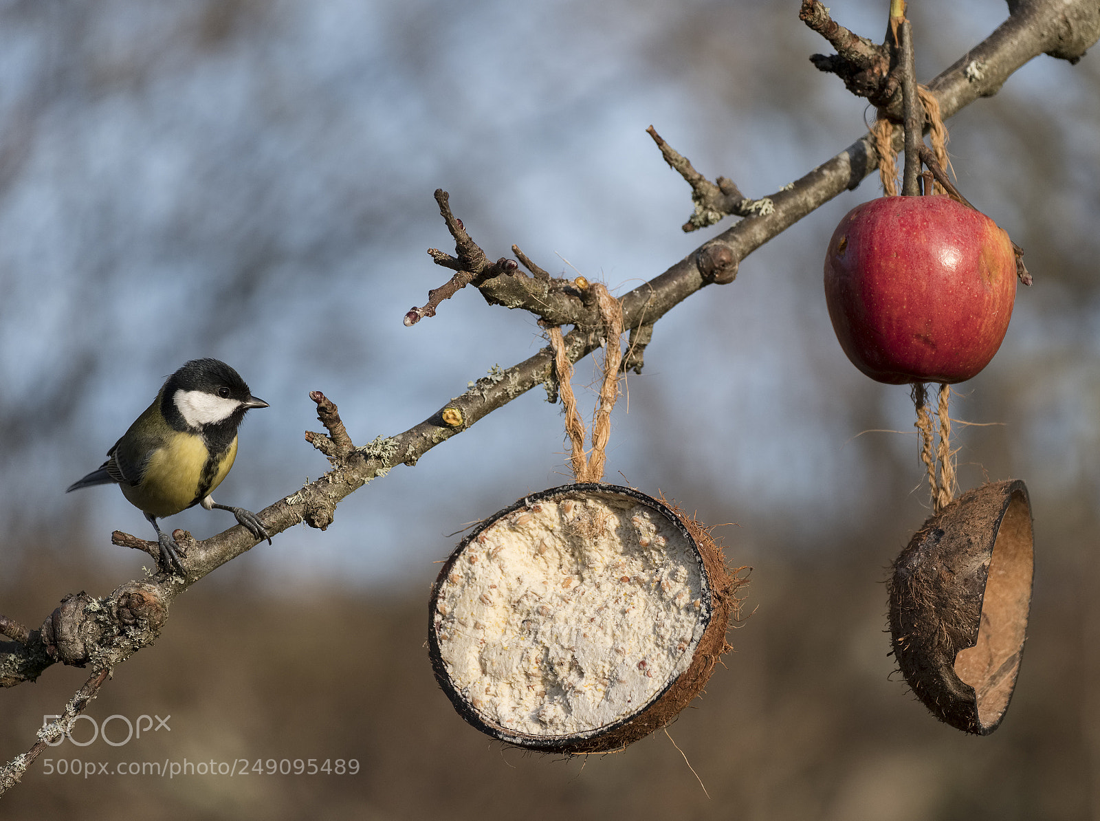 Fujifilm X-T2 sample photo. Great tit sitting on photography