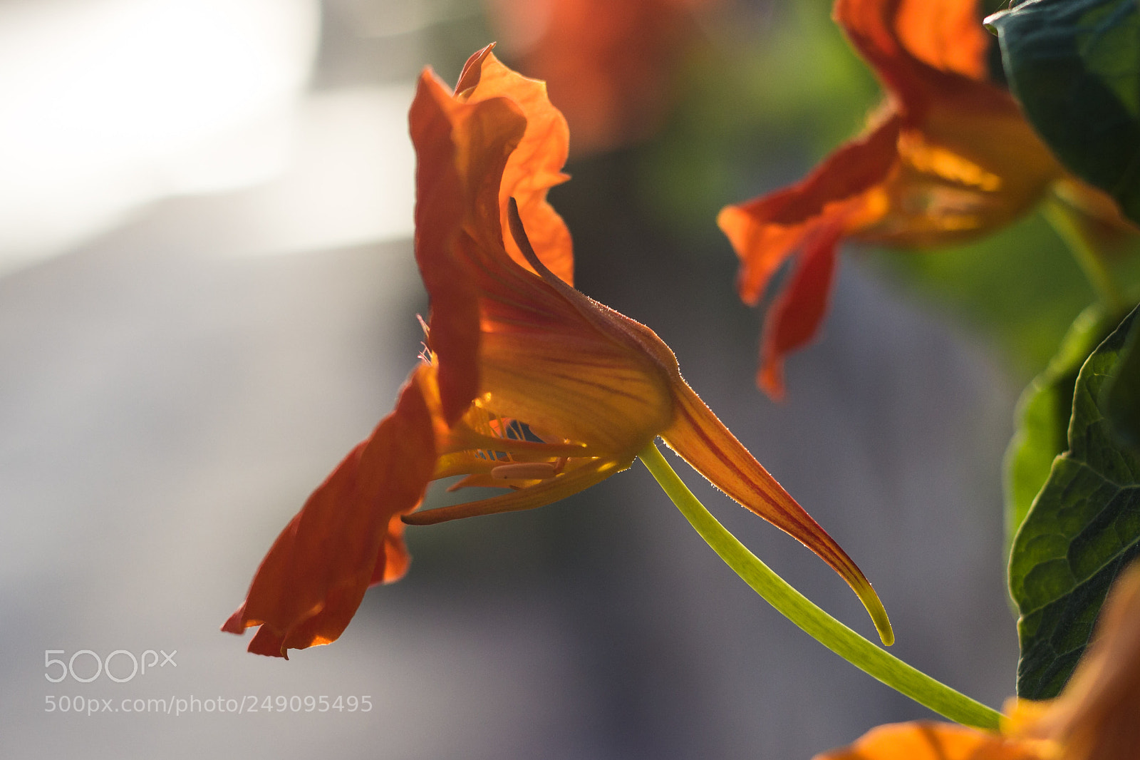 Canon EOS 600D (Rebel EOS T3i / EOS Kiss X5) sample photo. Dat lizard tail photography