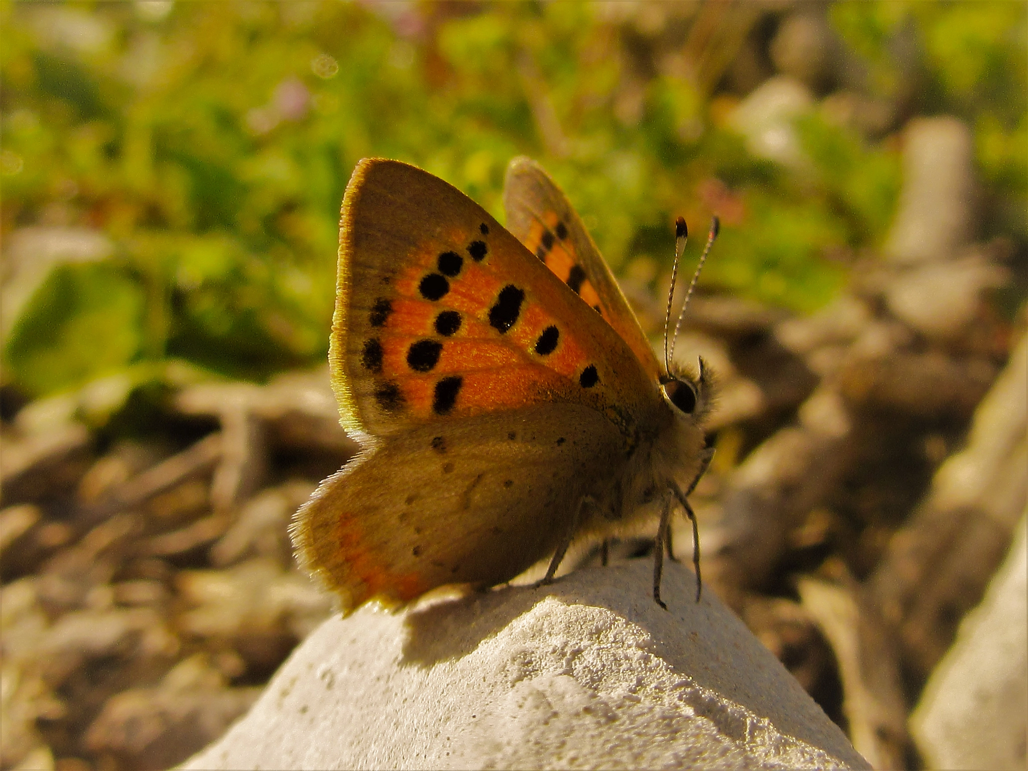 Canon PowerShot SX600 HS sample photo. Butterfly photography