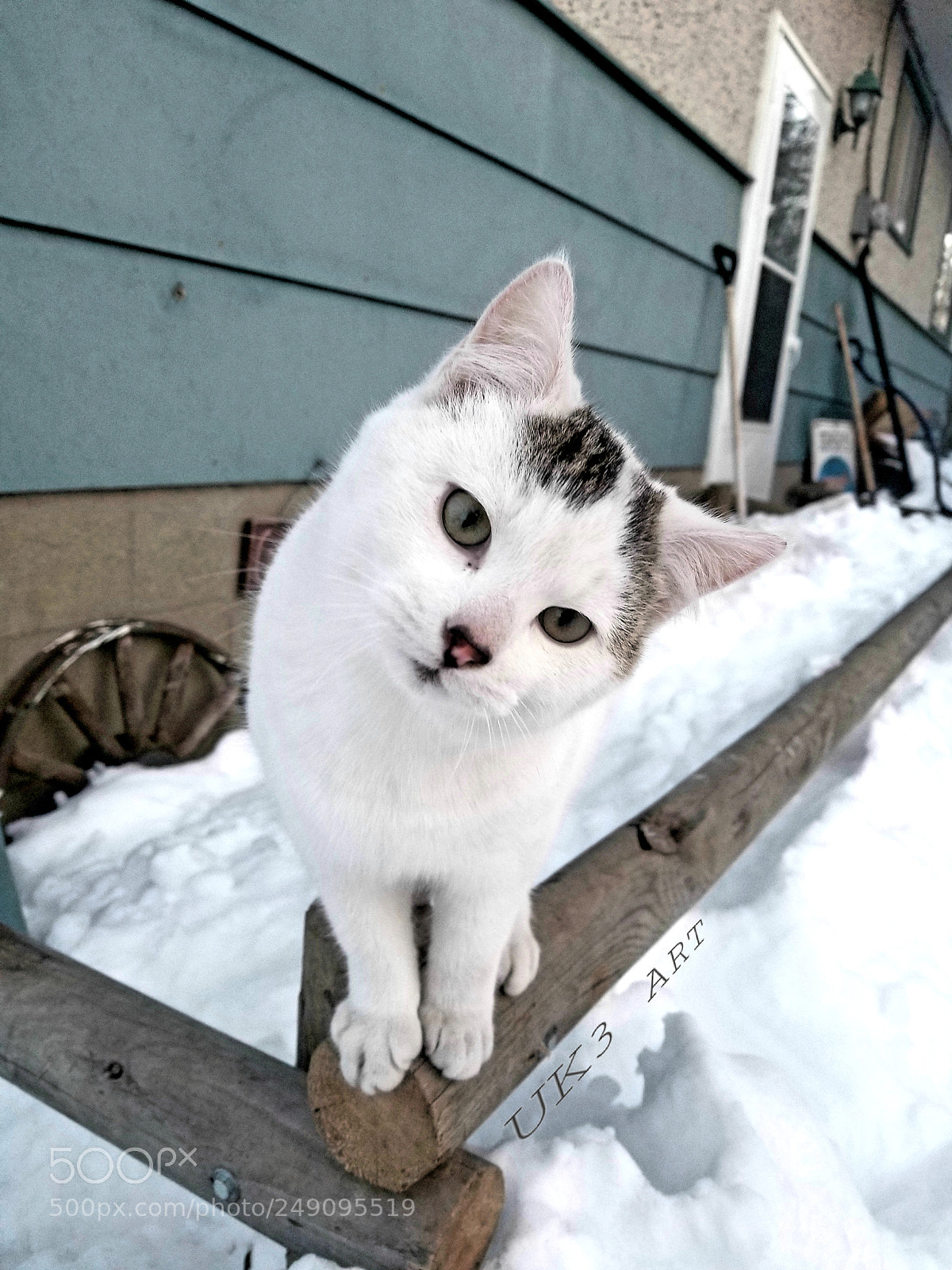 Samsung Galaxy S8 sample photo. Curious kitten photography