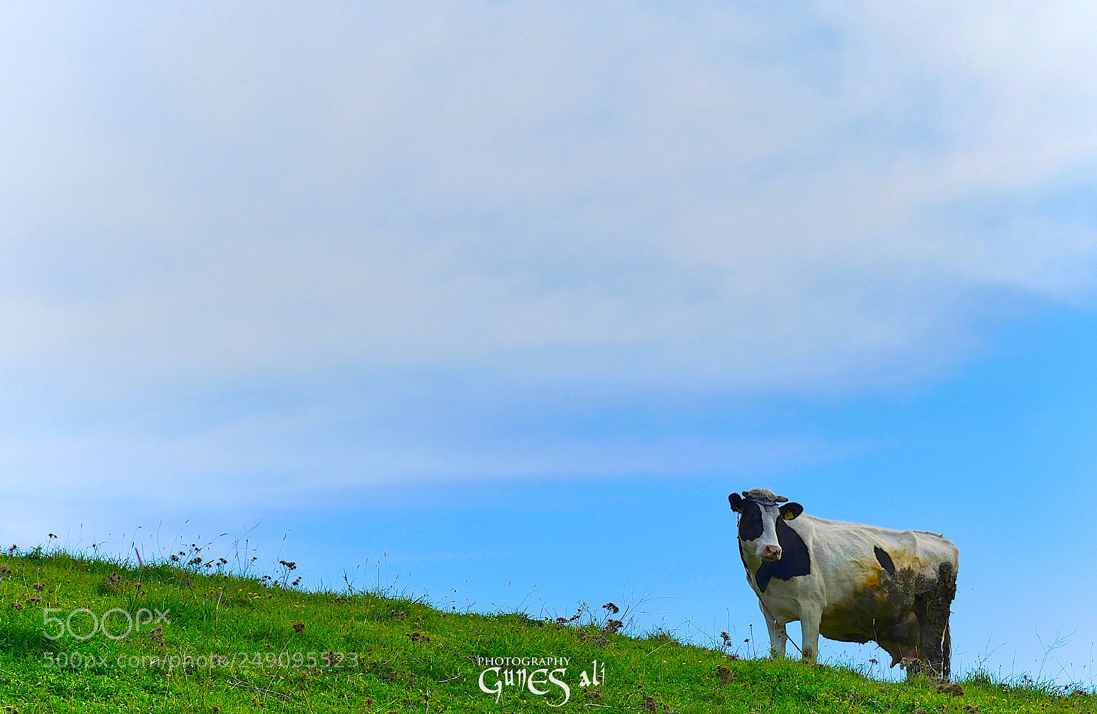 Nikon D7100 sample photo. Yayılma photography