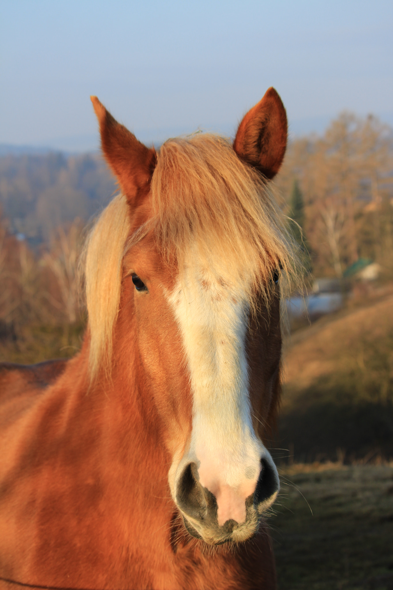 Canon EF-S 55-250mm F4-5.6 IS STM sample photo. Horse photography