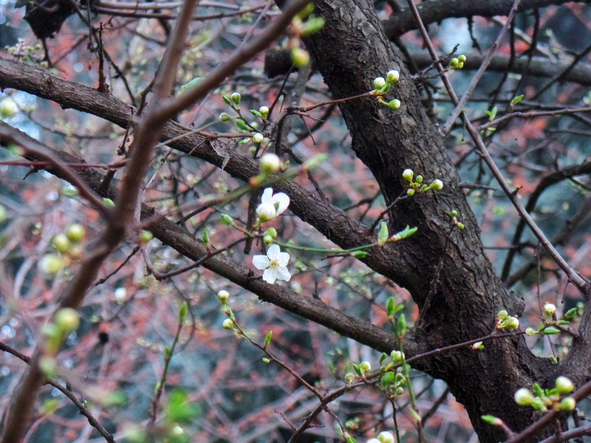 Samsung WB350F/WB351F/WB352F sample photo. Spring flowers photography