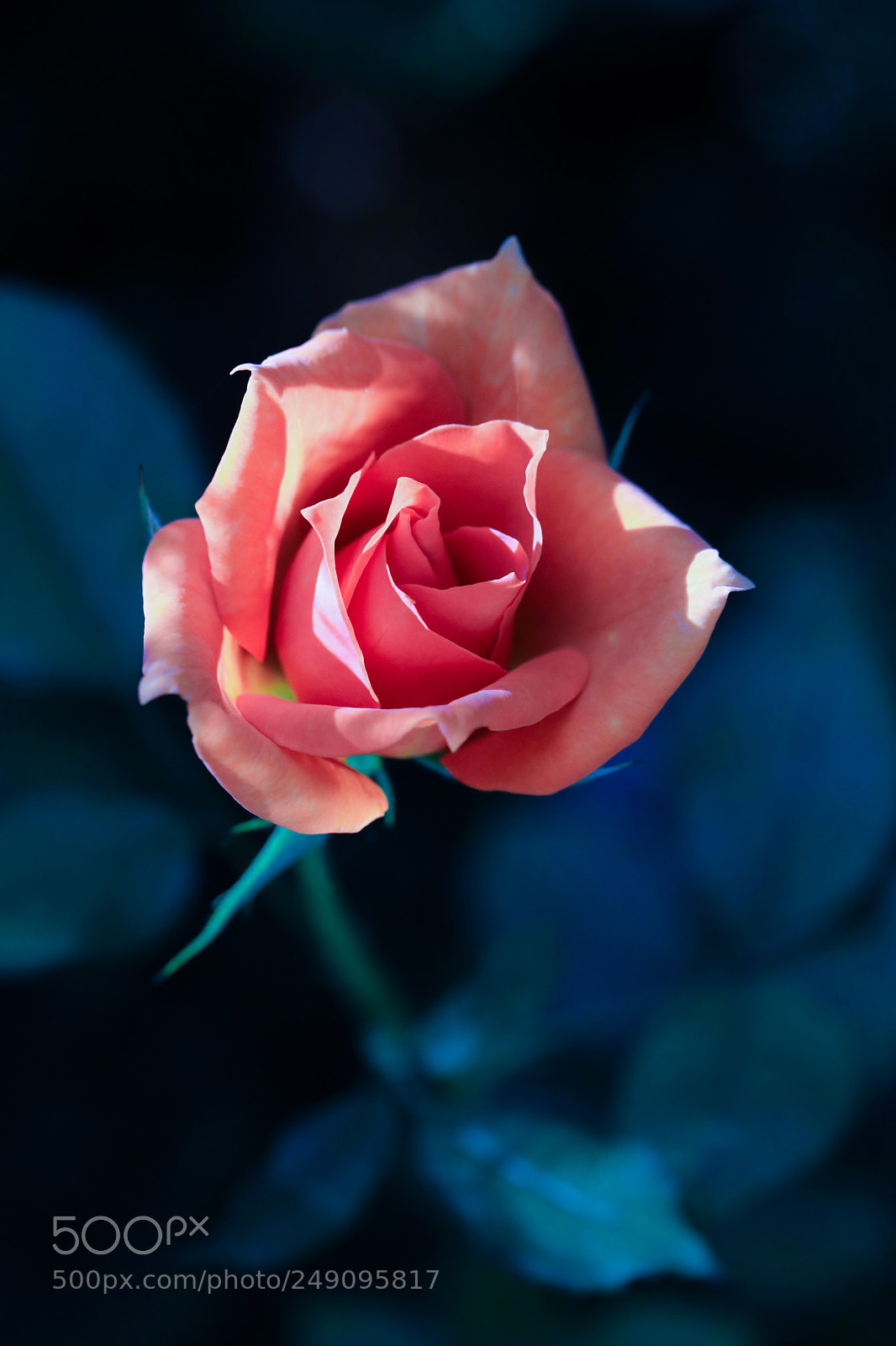 Canon EOS 5D Mark IV sample photo. Colors in the dark photography