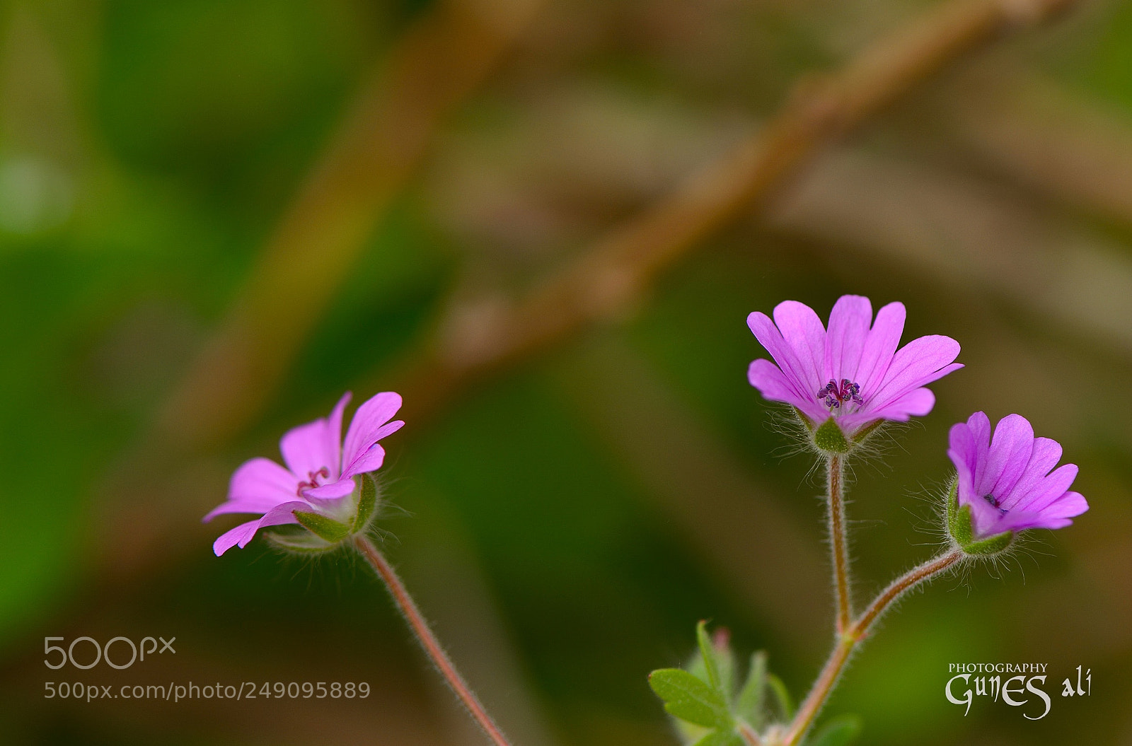 Nikon D7100 sample photo. Bahar photography