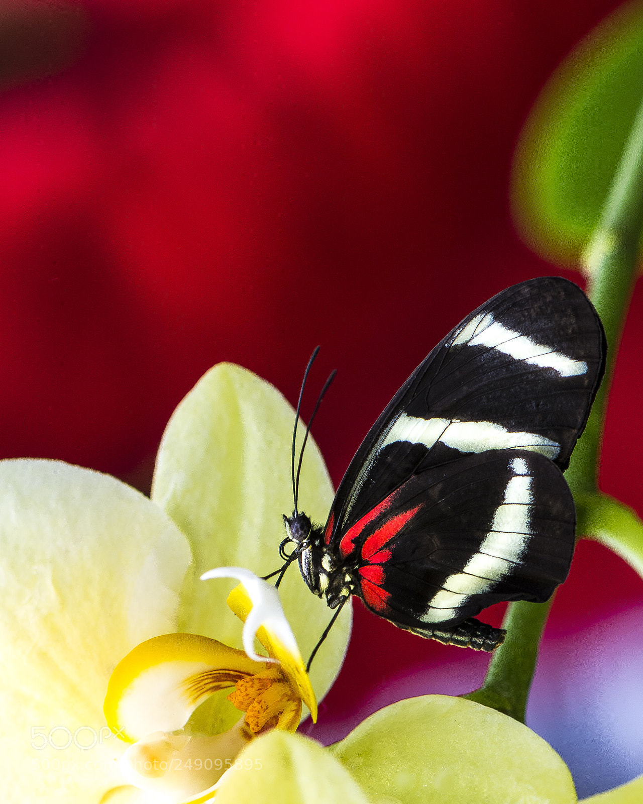 Nikon D7100 sample photo. Red photography