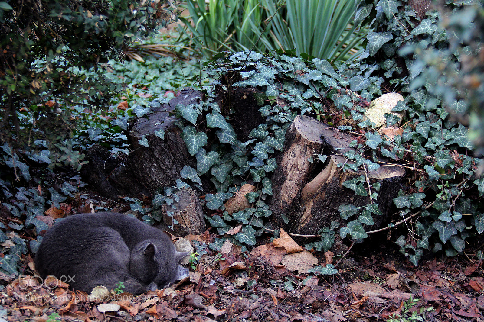 Canon EOS 60D sample photo. Img photography
