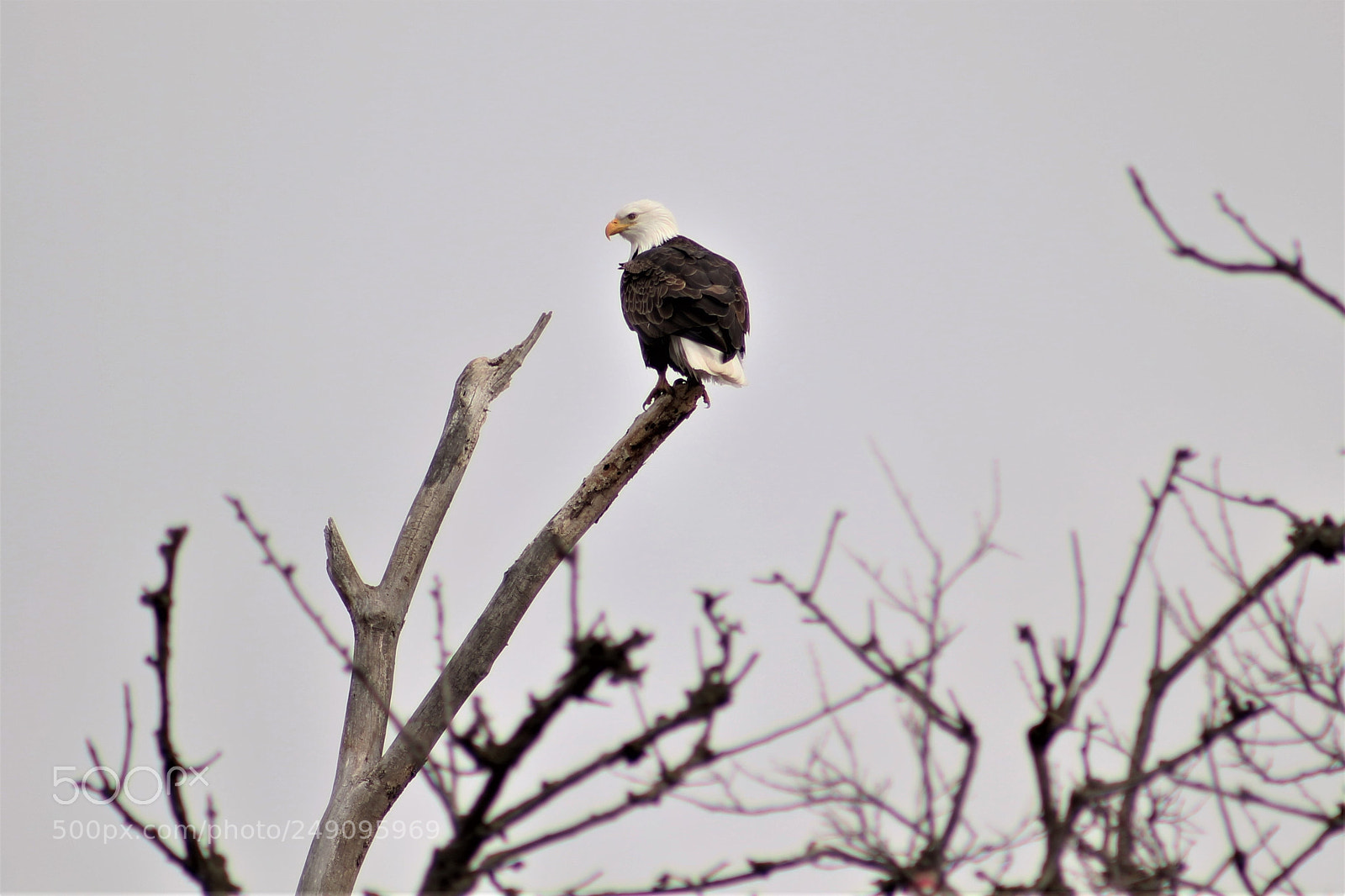 Canon EOS 650D (EOS Rebel T4i / EOS Kiss X6i) sample photo. Bald eagle 2018 photography