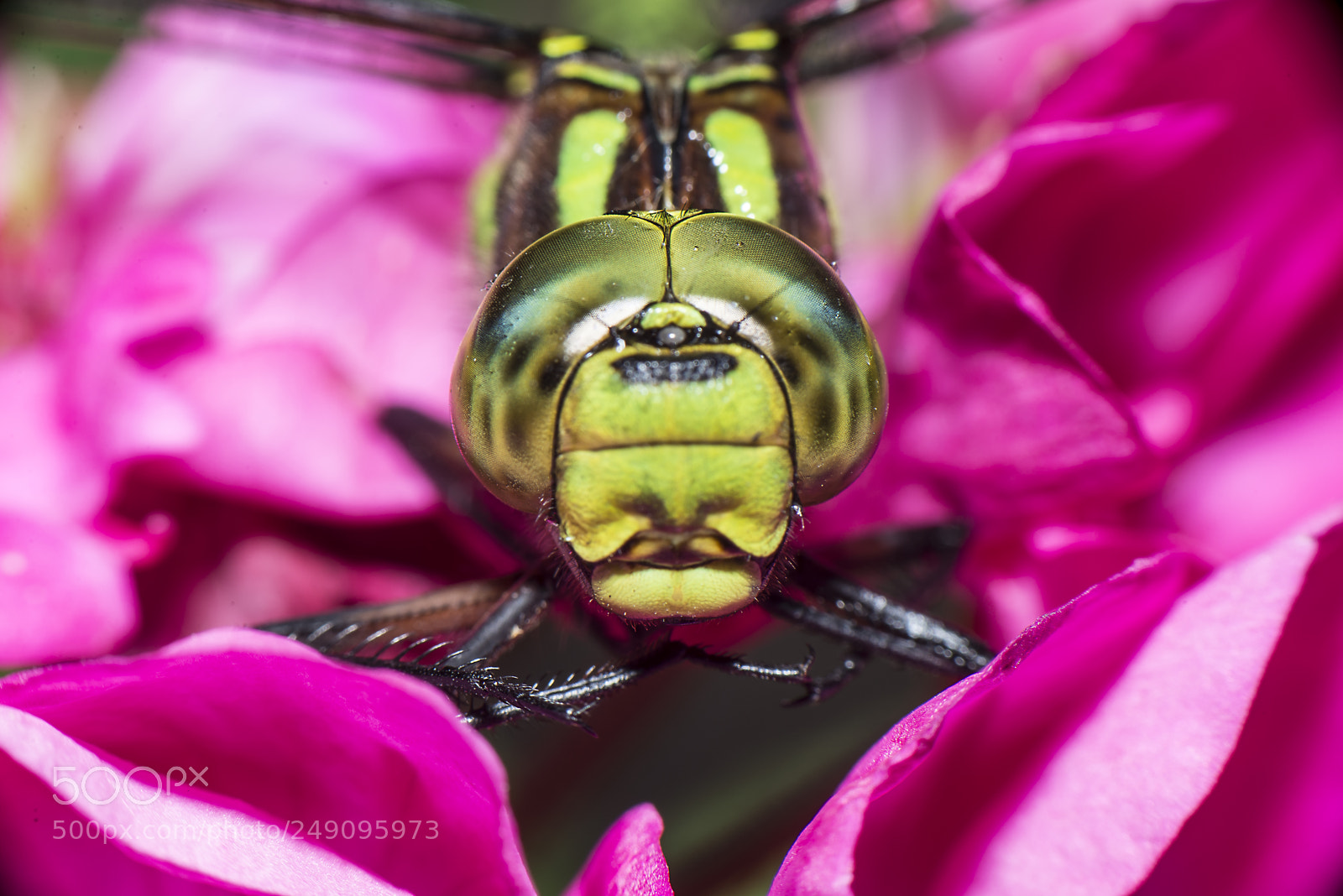 Nikon D610 sample photo. Eyes photography