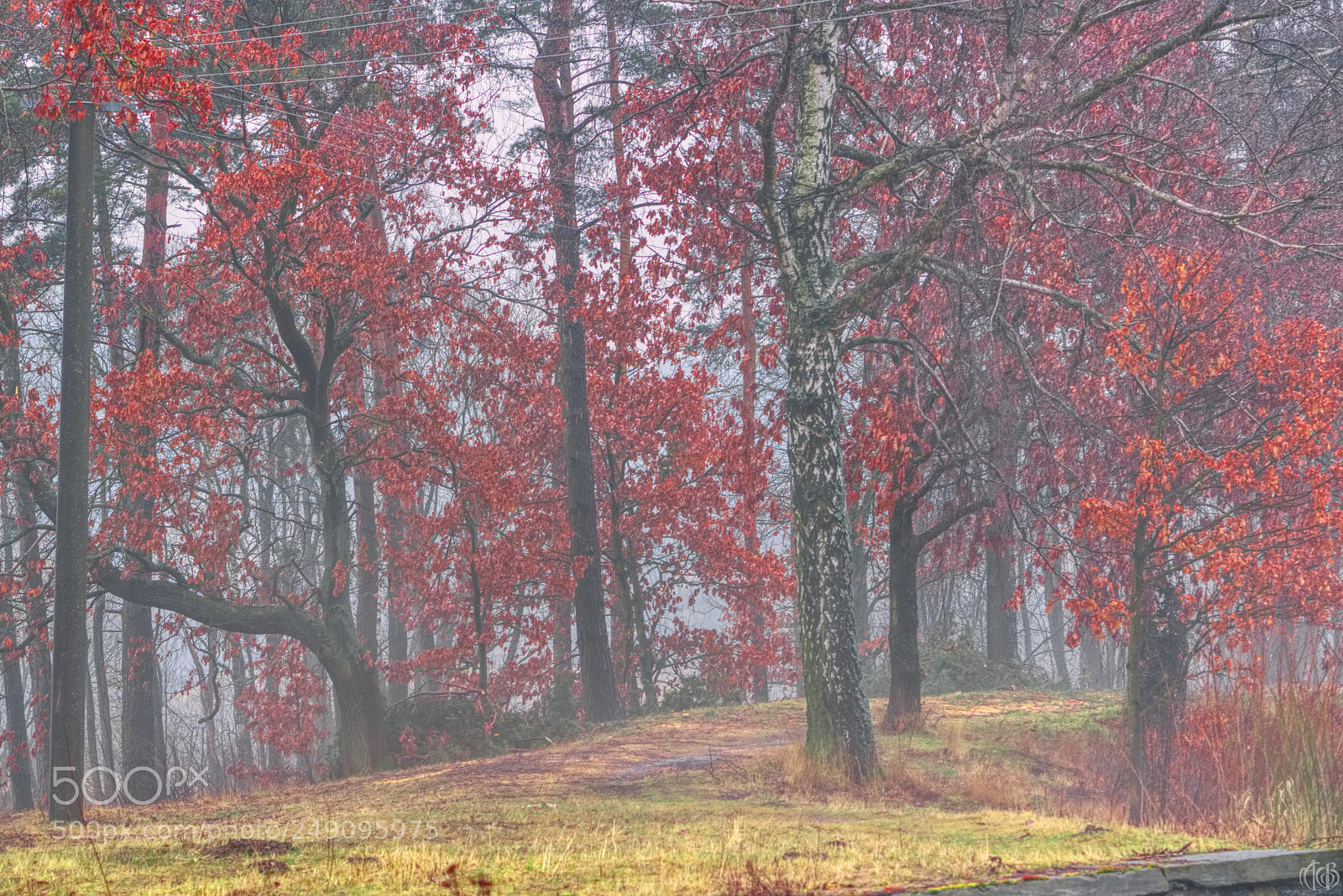 Canon EOS 750D (EOS Rebel T6i / EOS Kiss X8i) sample photo. Red leaves photography