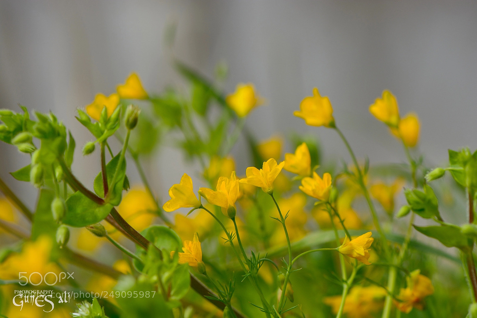 Nikon D7100 sample photo. Bahar’a hasret photography