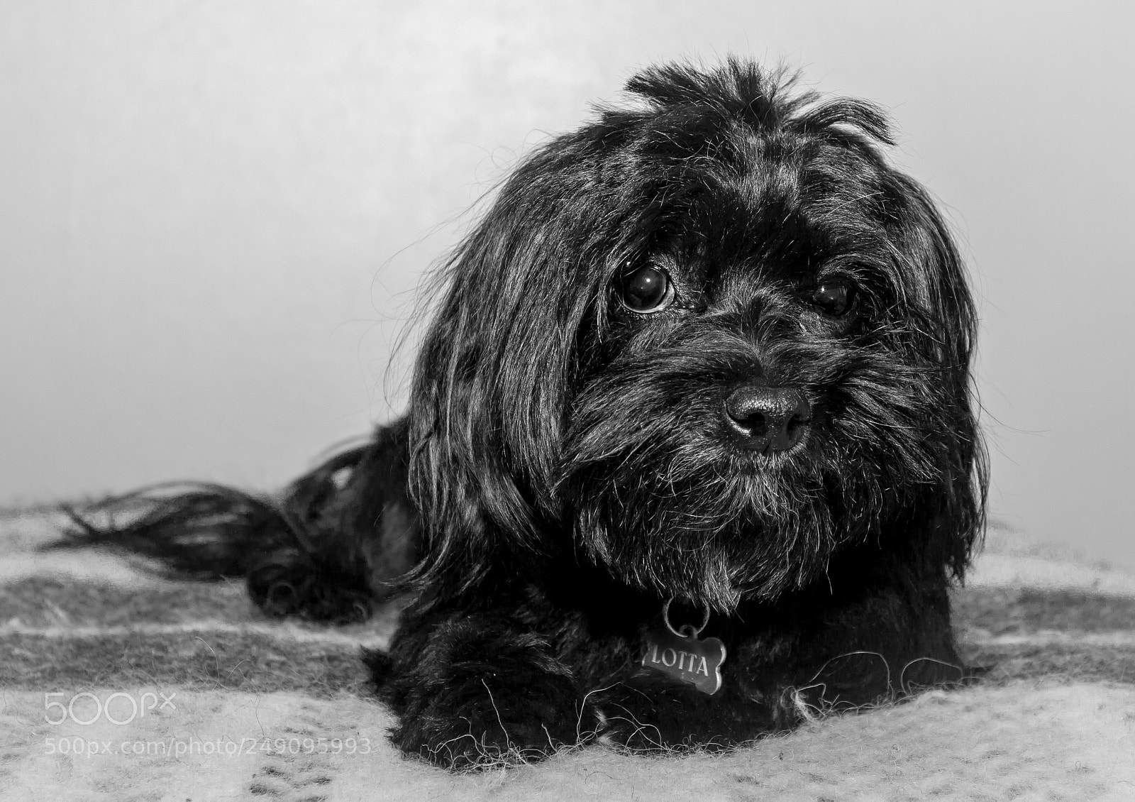 Canon EOS 7D sample photo. Chillin' with lotta photography