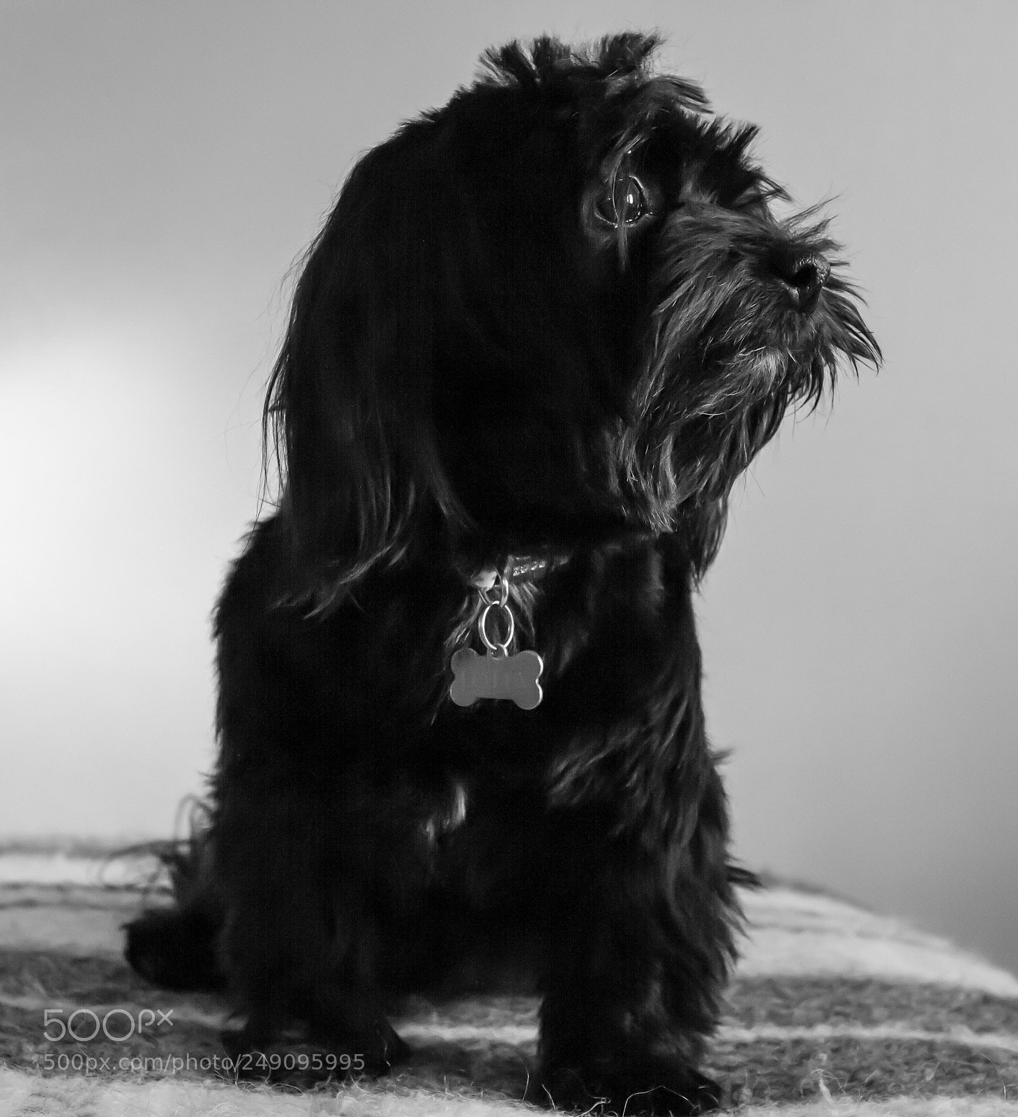 Canon EOS 7D sample photo. Havanese on a lookout photography