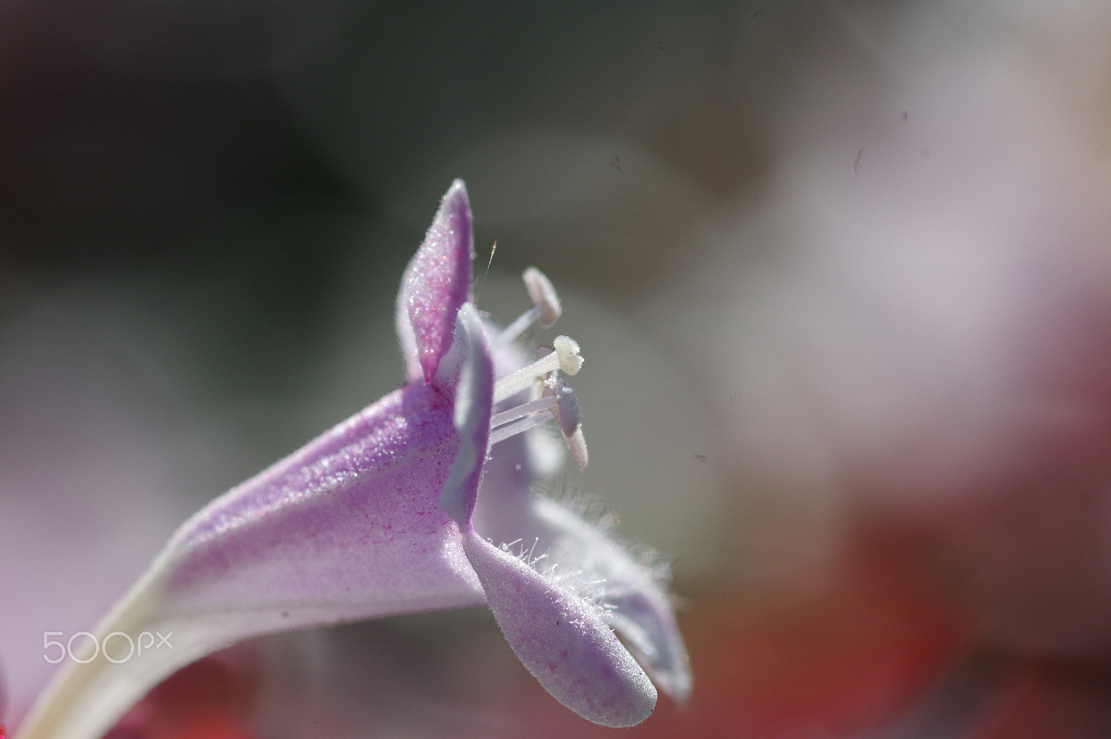 Pentax smc D-FA 100mm F2.8 Macro WR sample photo. Purple and pink photography