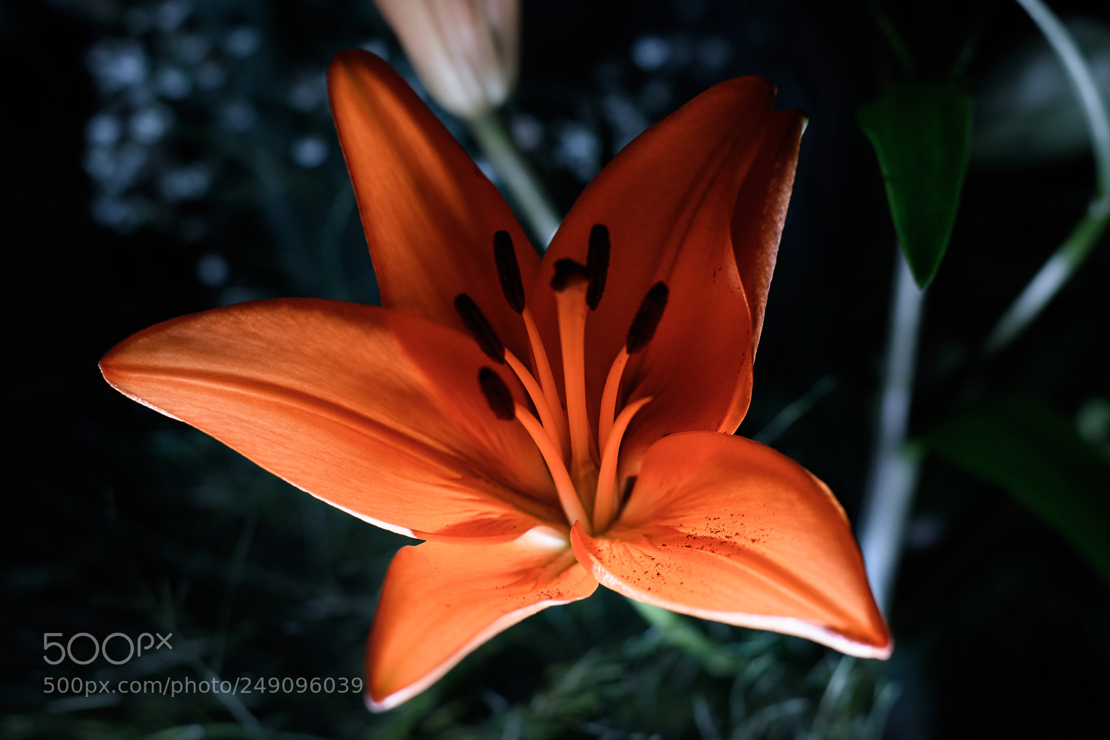 Nikon D5500 sample photo. Lily photography