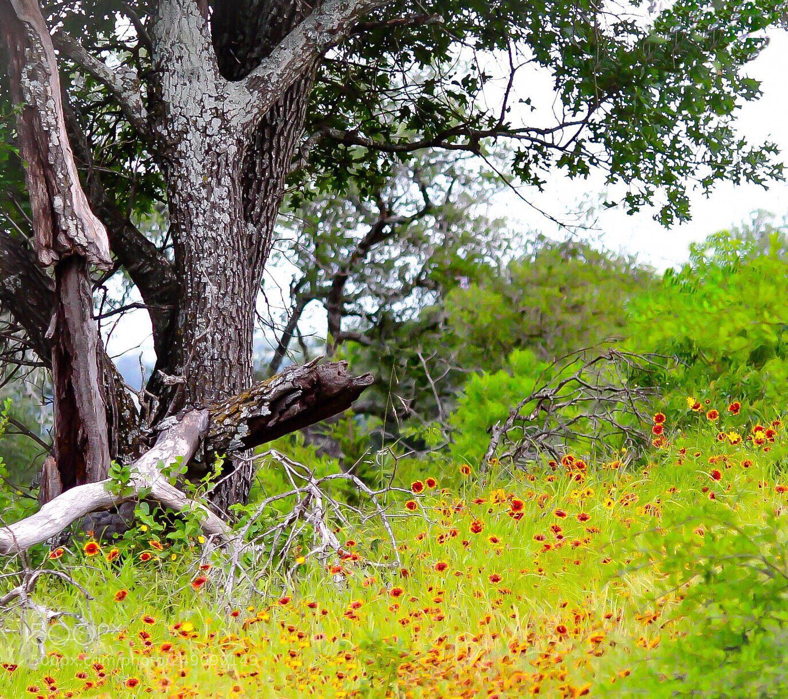 Canon EOS 100D (EOS Rebel SL1 / EOS Kiss X7) sample photo. Welcome spring wildflowers!  photography