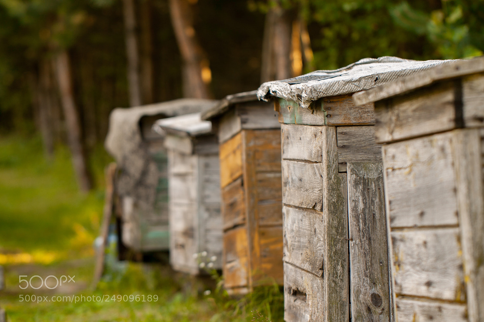 Canon EOS 50D sample photo. Beehive photography