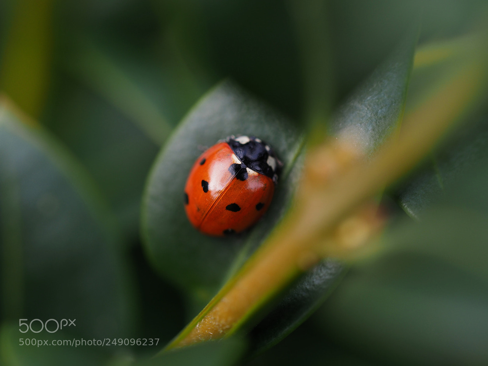 Olympus OM-D E-M1 Mark II sample photo. Ladybird photography