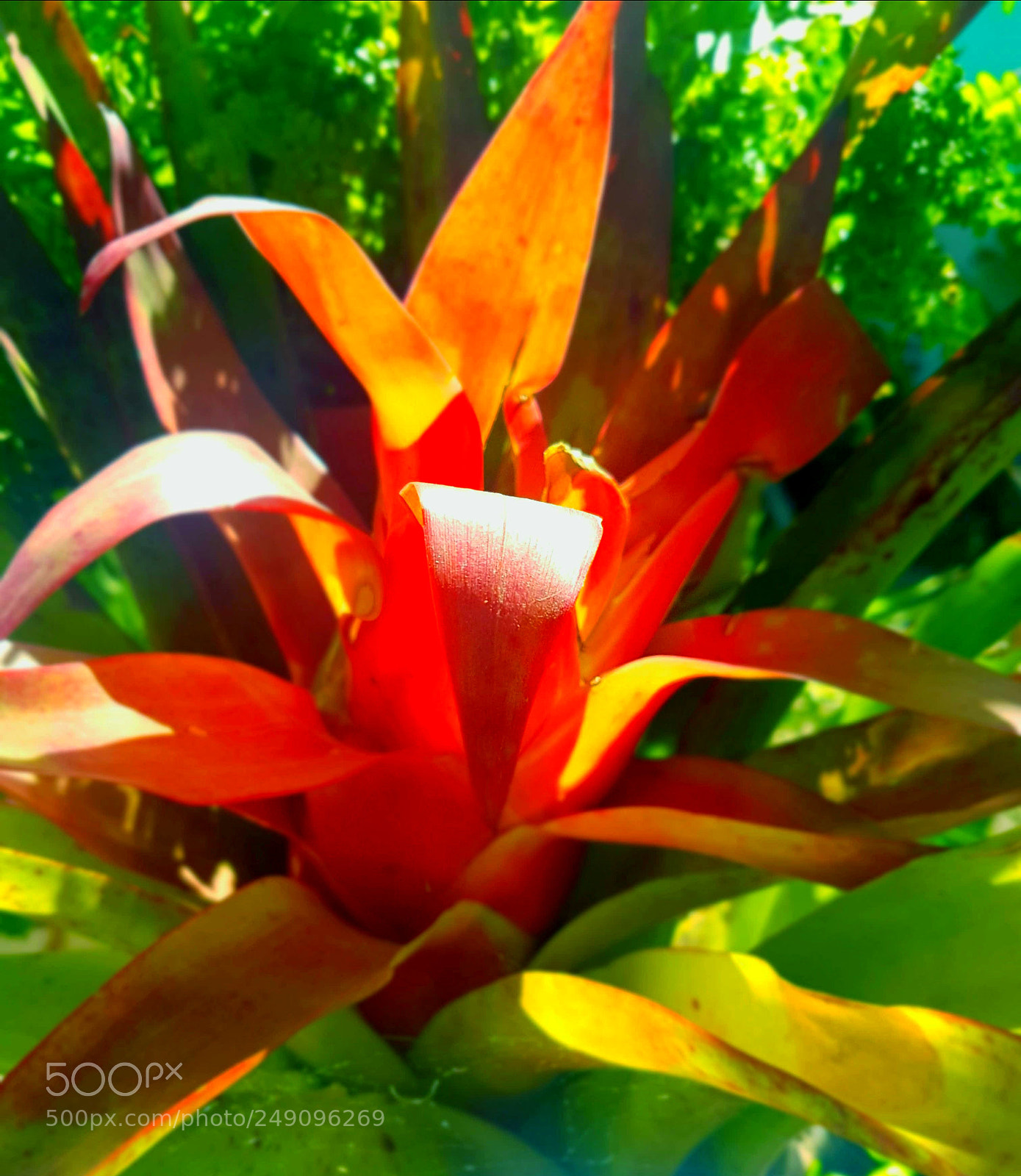 Samsung Galaxy S7 Edge sample photo. Brillant flower photography