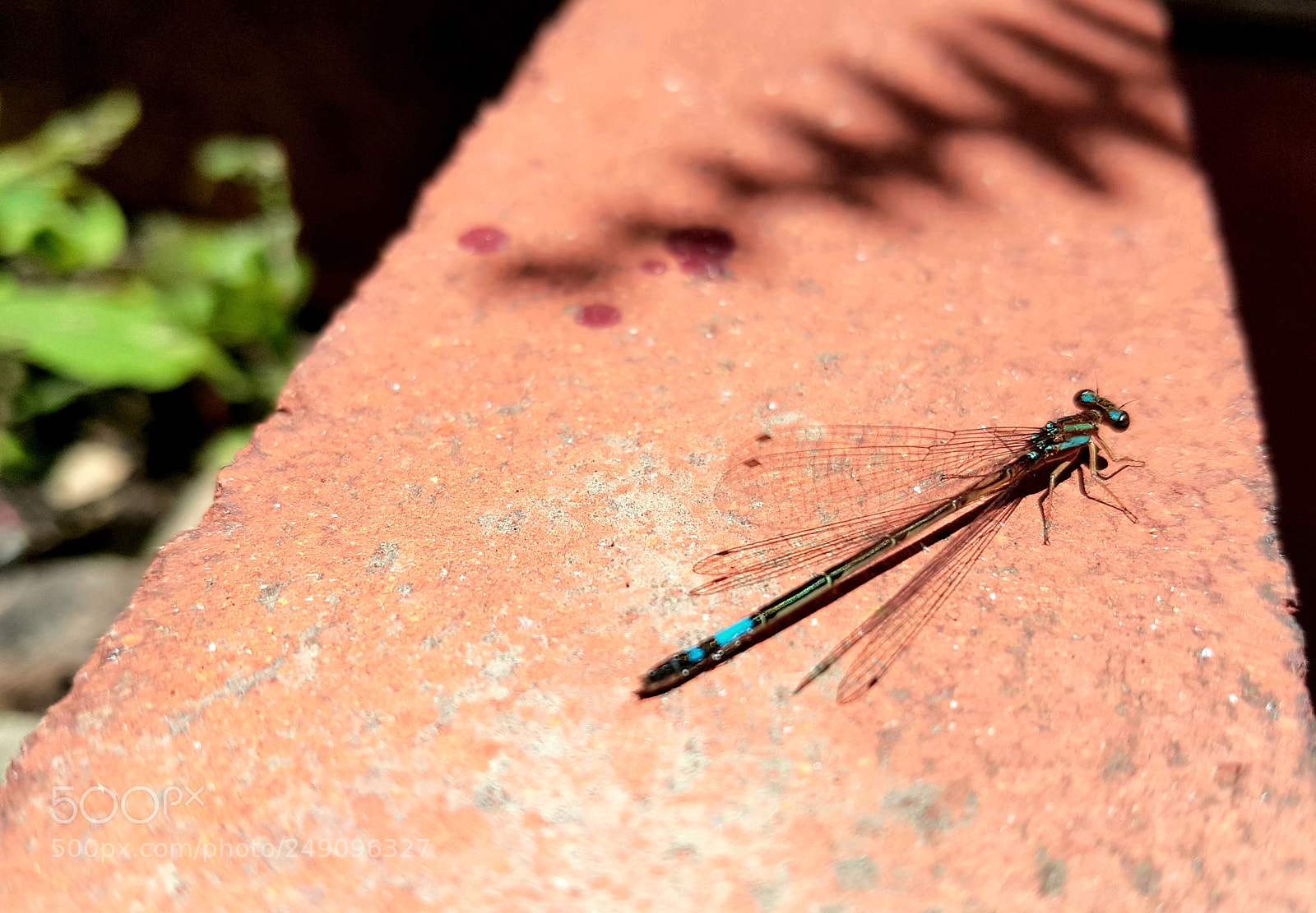 Samsung Galaxy S7 Edge sample photo. Dragonfly photography