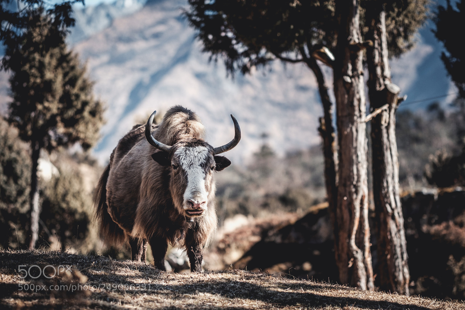 Fujifilm X-T2 sample photo. Yak photography
