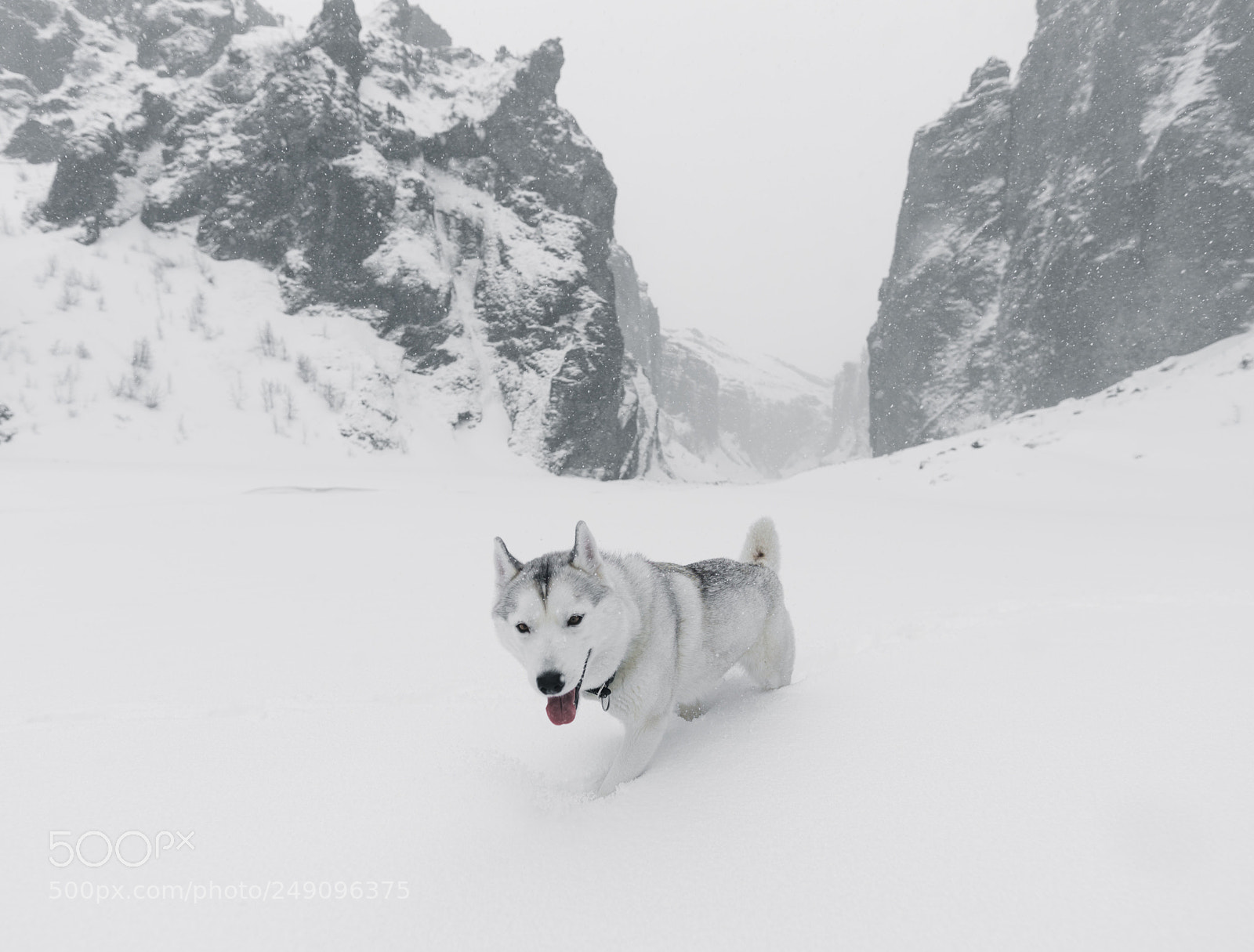 Sony a7R II sample photo. Husky backyard. photography
