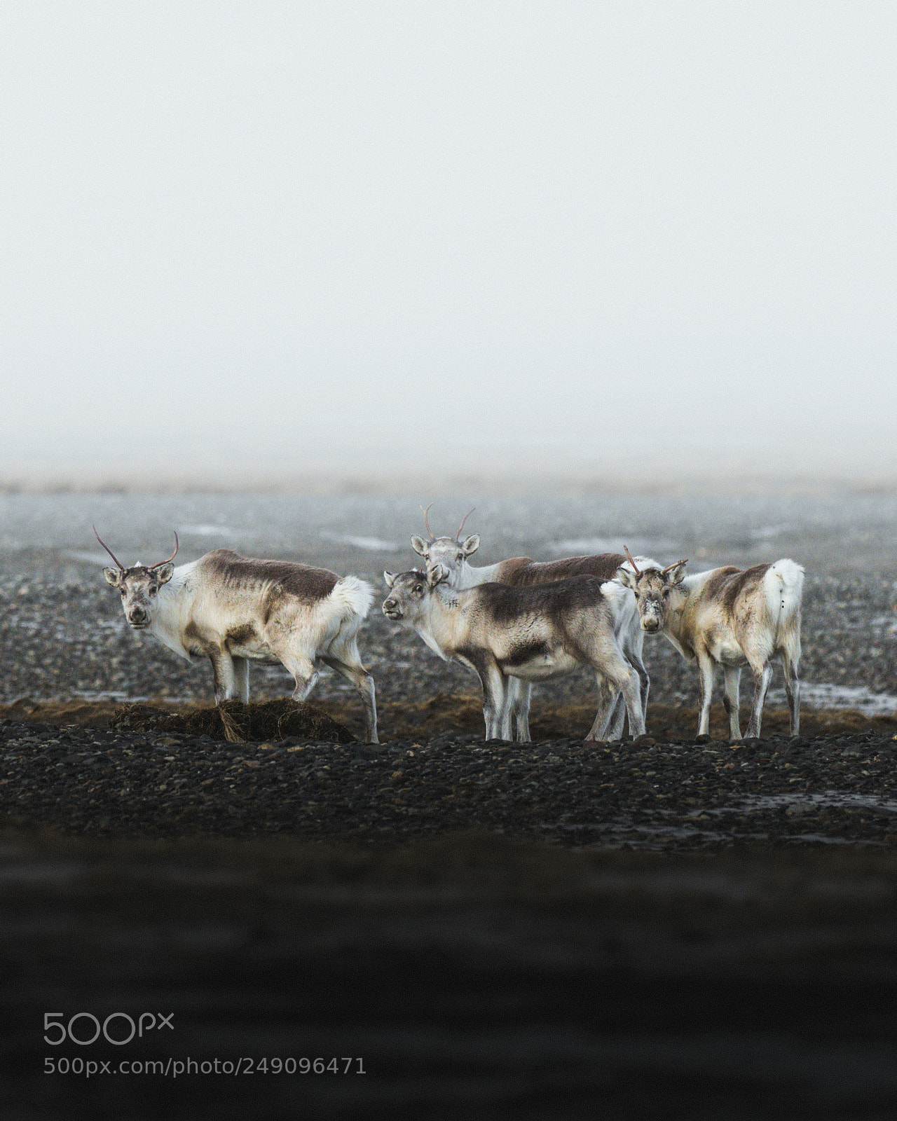 Olympus OM-D E-M1 Mark II sample photo. Reindeer gang. photography