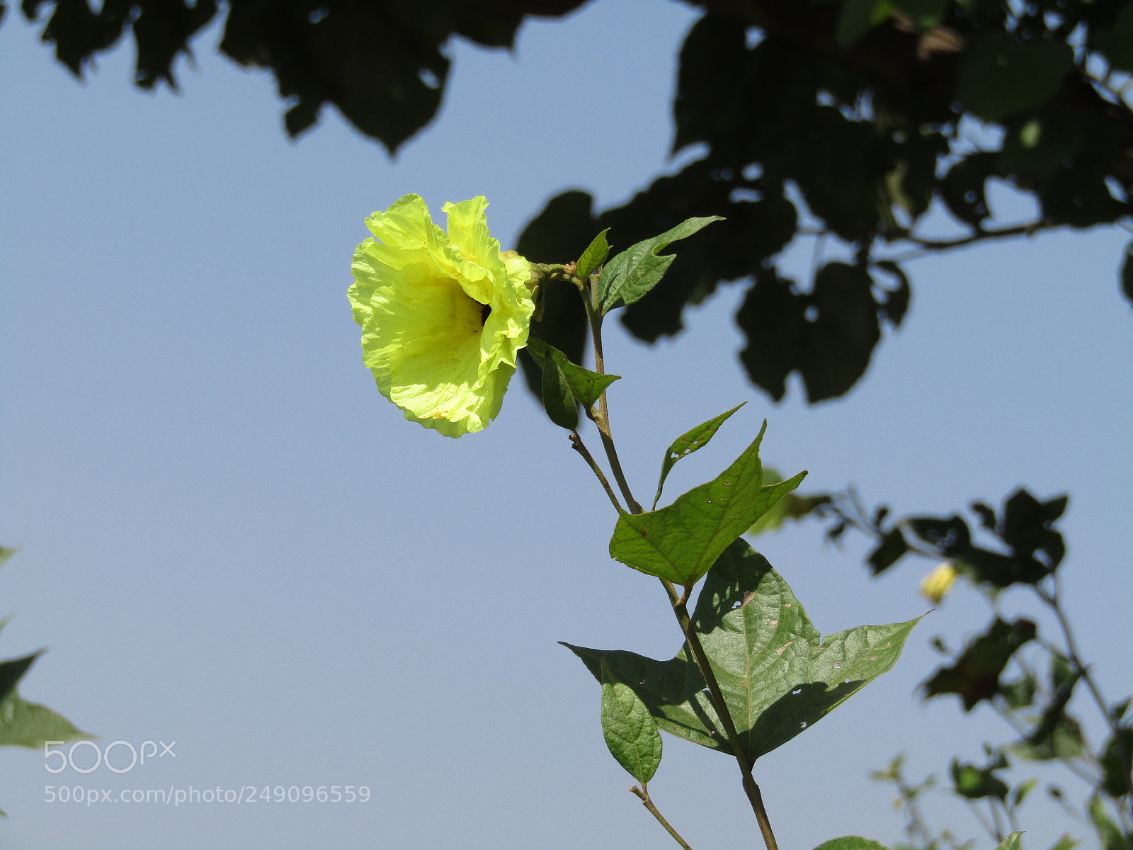 Canon POWERSHOT SX430 IS sample photo. Img photography