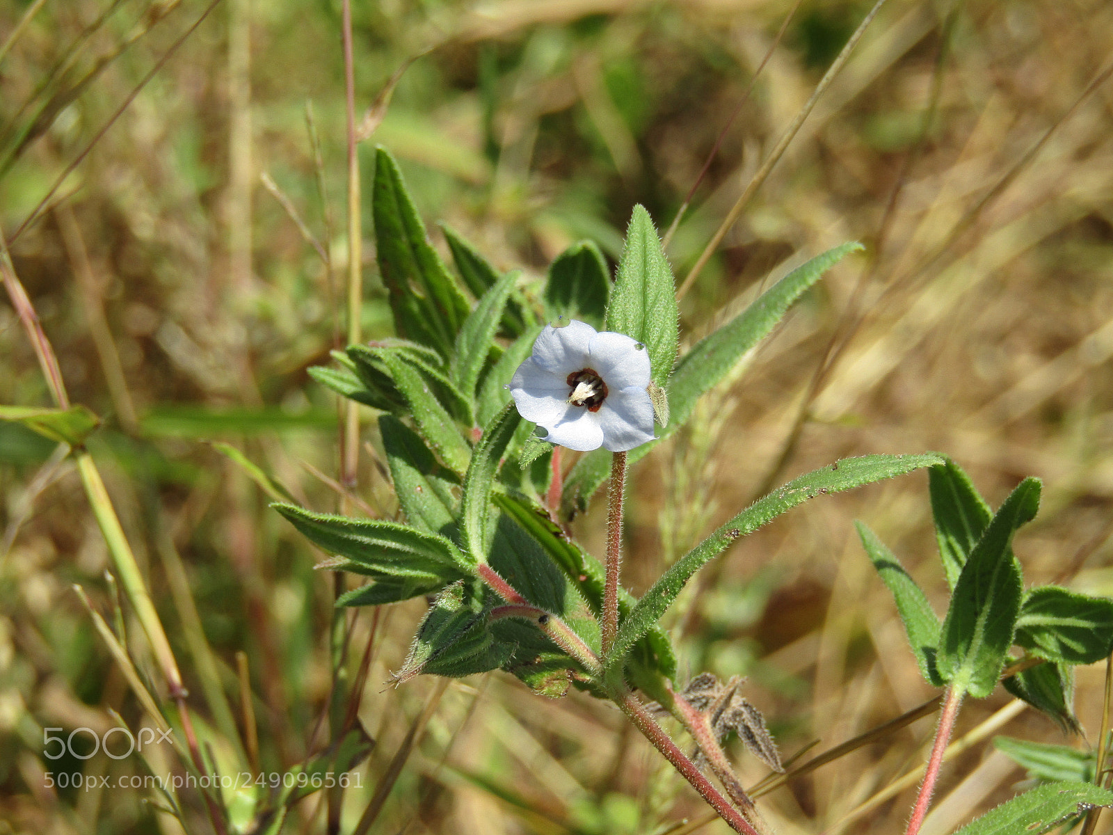 Canon POWERSHOT SX430 IS sample photo. Img photography