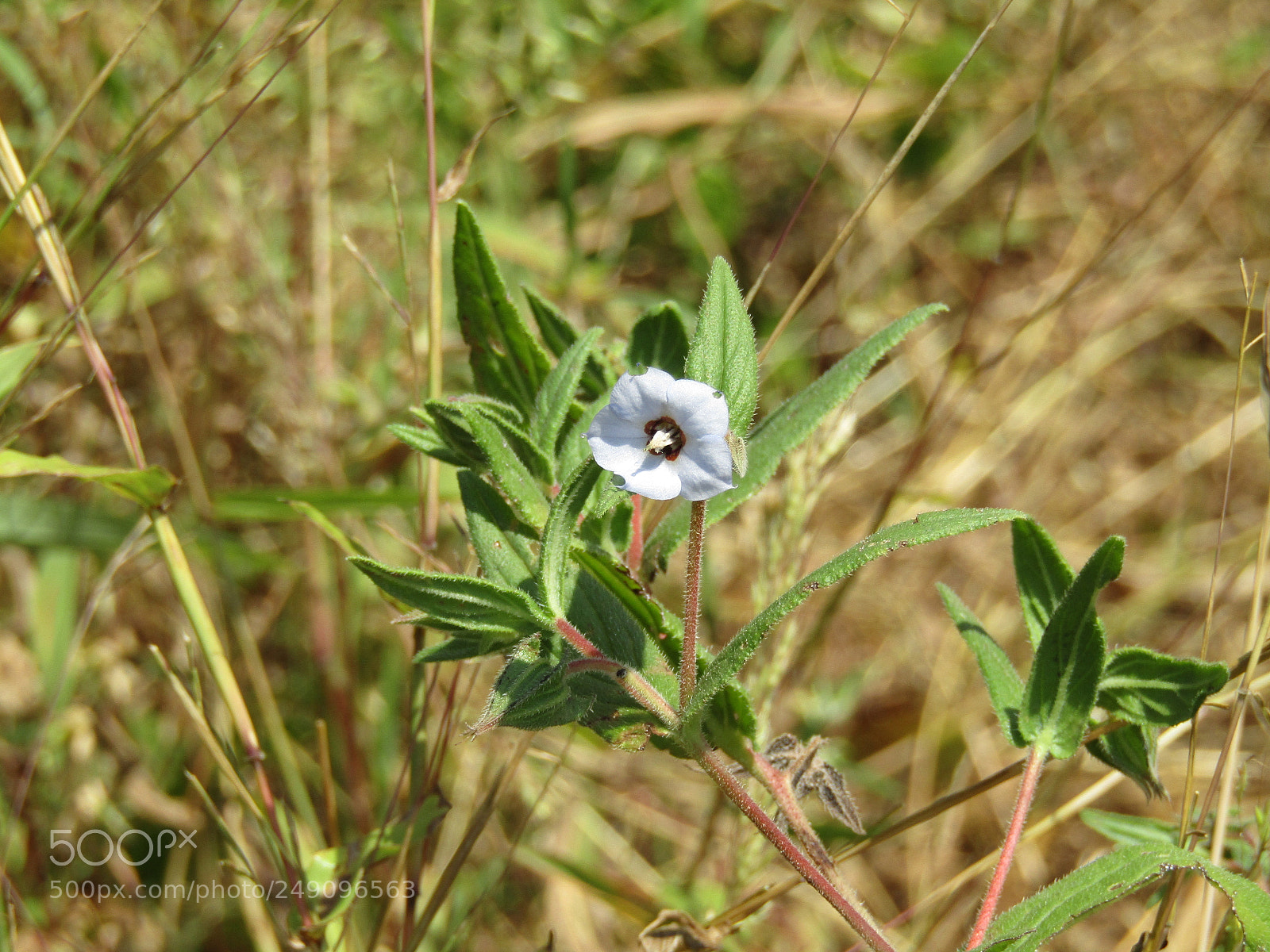 Canon POWERSHOT SX430 IS sample photo. Img photography